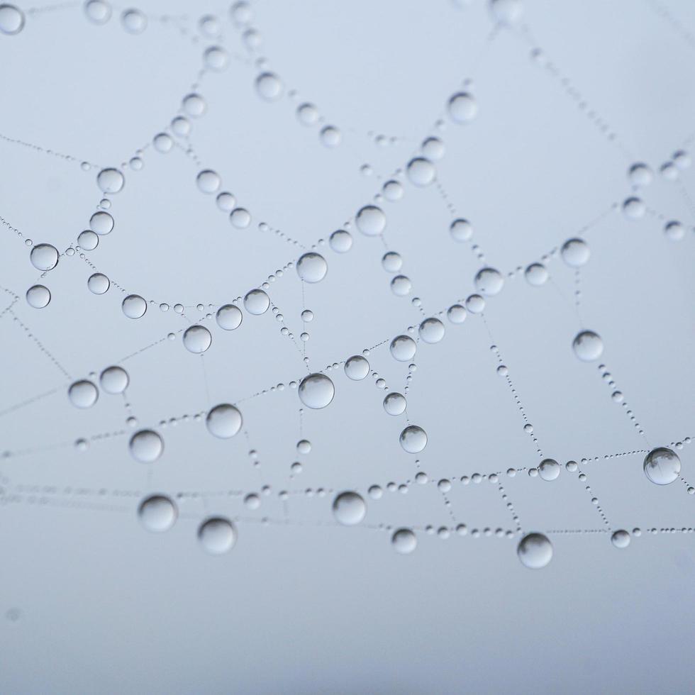 regndroppar på spindelnätet i regniga dagar, abstrakt bakgrund foto