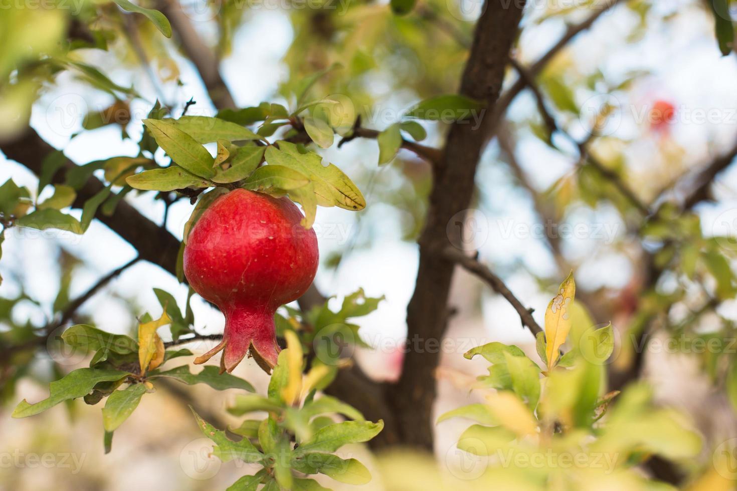ett moget rött granatäpple hänger på en gren av ett fruktträd. naturlig mat, miljövänlig, fruktträdgård foto
