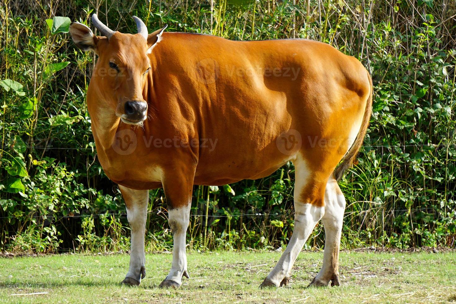 sidovy av vackra banteng ko på zoo foto