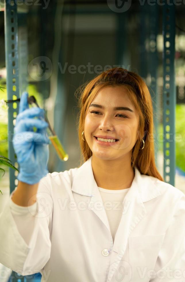 forskare på cannabisfarm med extraherad cannabisolja bland cannabisplantorna som växer vackra löv i växten foto