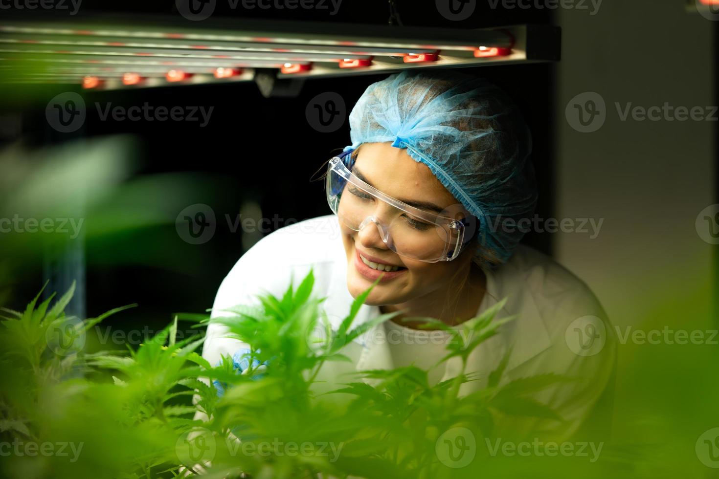 kvinnlig vetenskapsman på cannabisfarm med en cannabisväxt med vackra löv odlade i en växt. kontrollera integriteten hos stjälkar och blad. foto