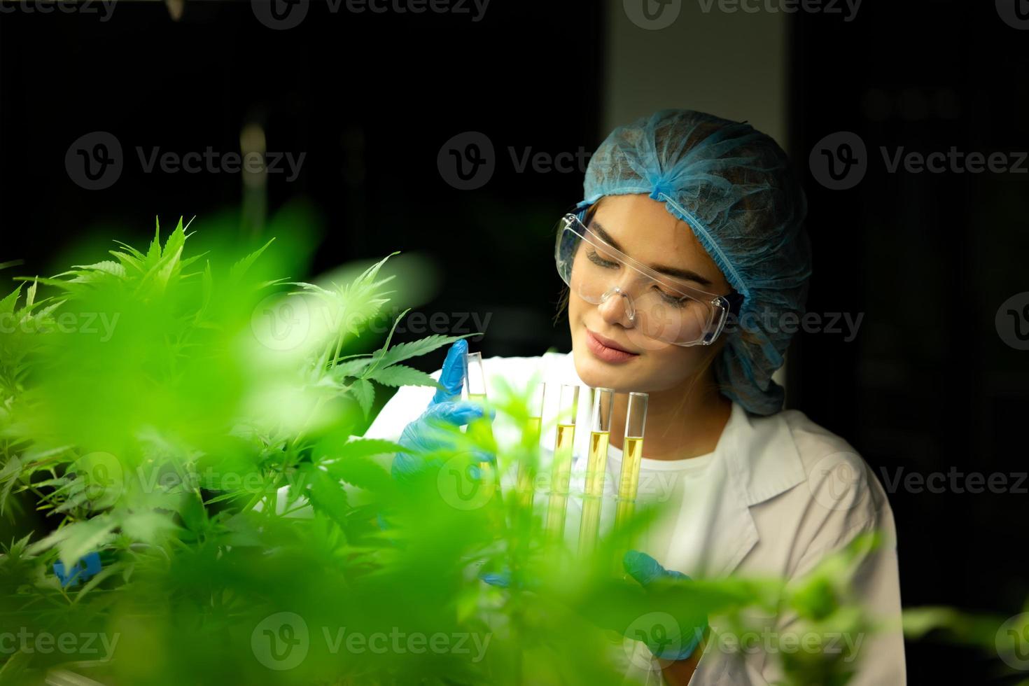 forskare på cannabisfarm med extraherad cannabisolja bland cannabisplantorna som växer vackra löv i växten foto