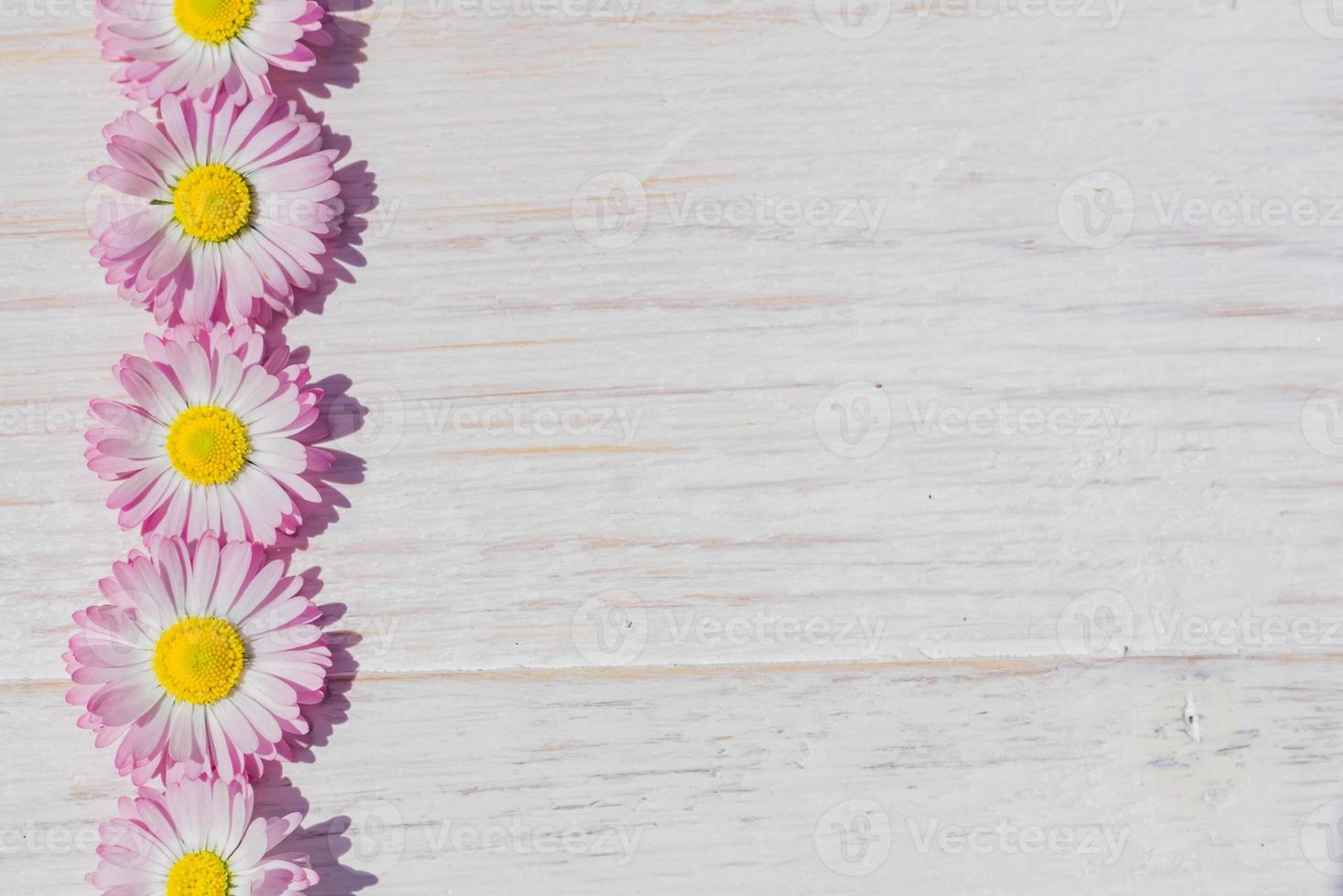 rosa daisy blommor på träbord bakgrund med kopia utrymme foto