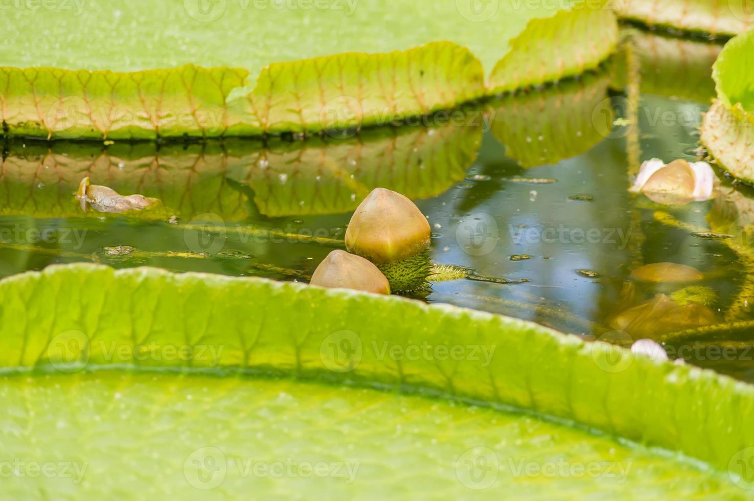 knopp av den största näckrosen victoria amazonica foto