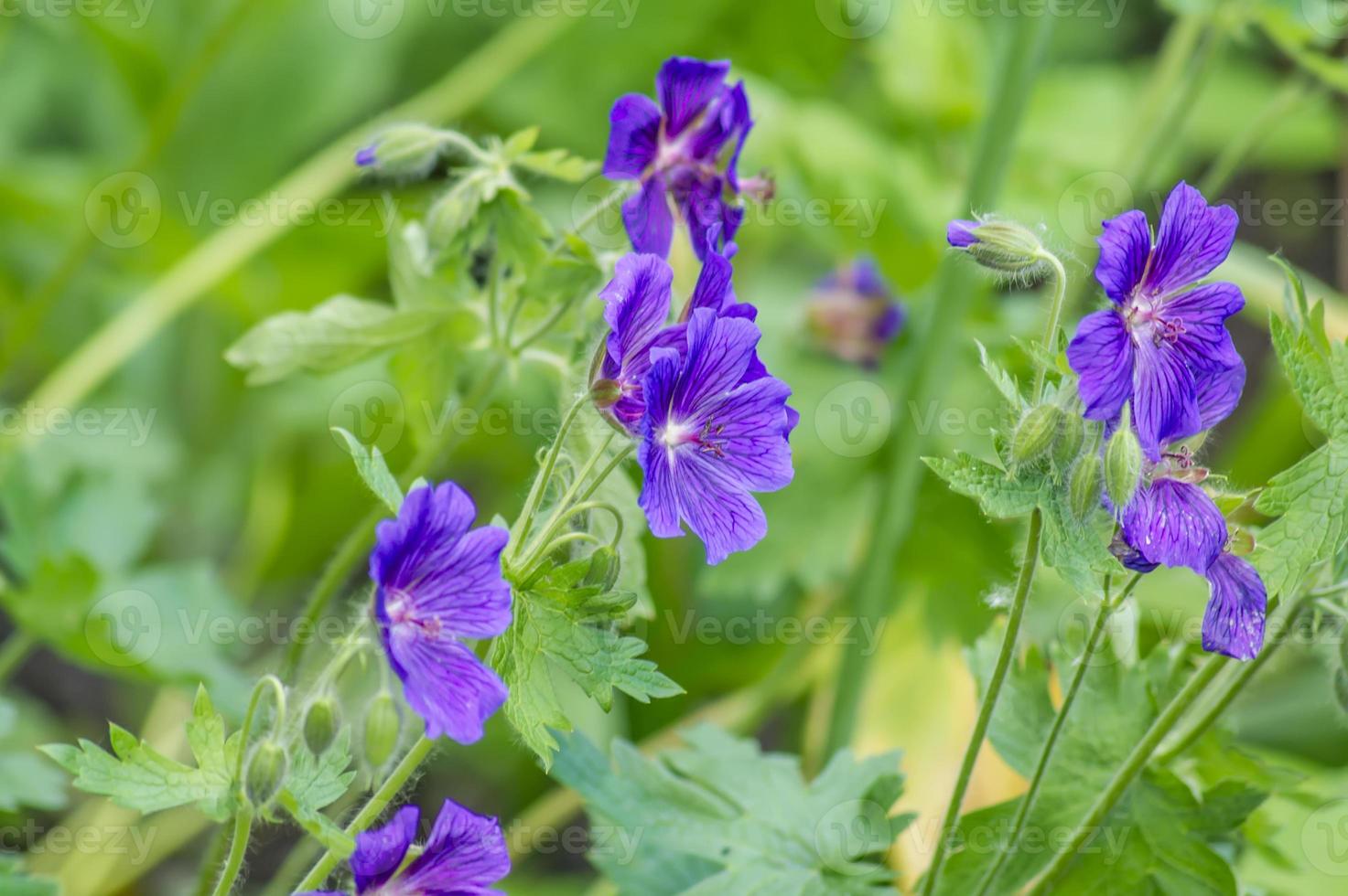 alpint trä trannäbb geranium sylvaticum vårblomma. foto