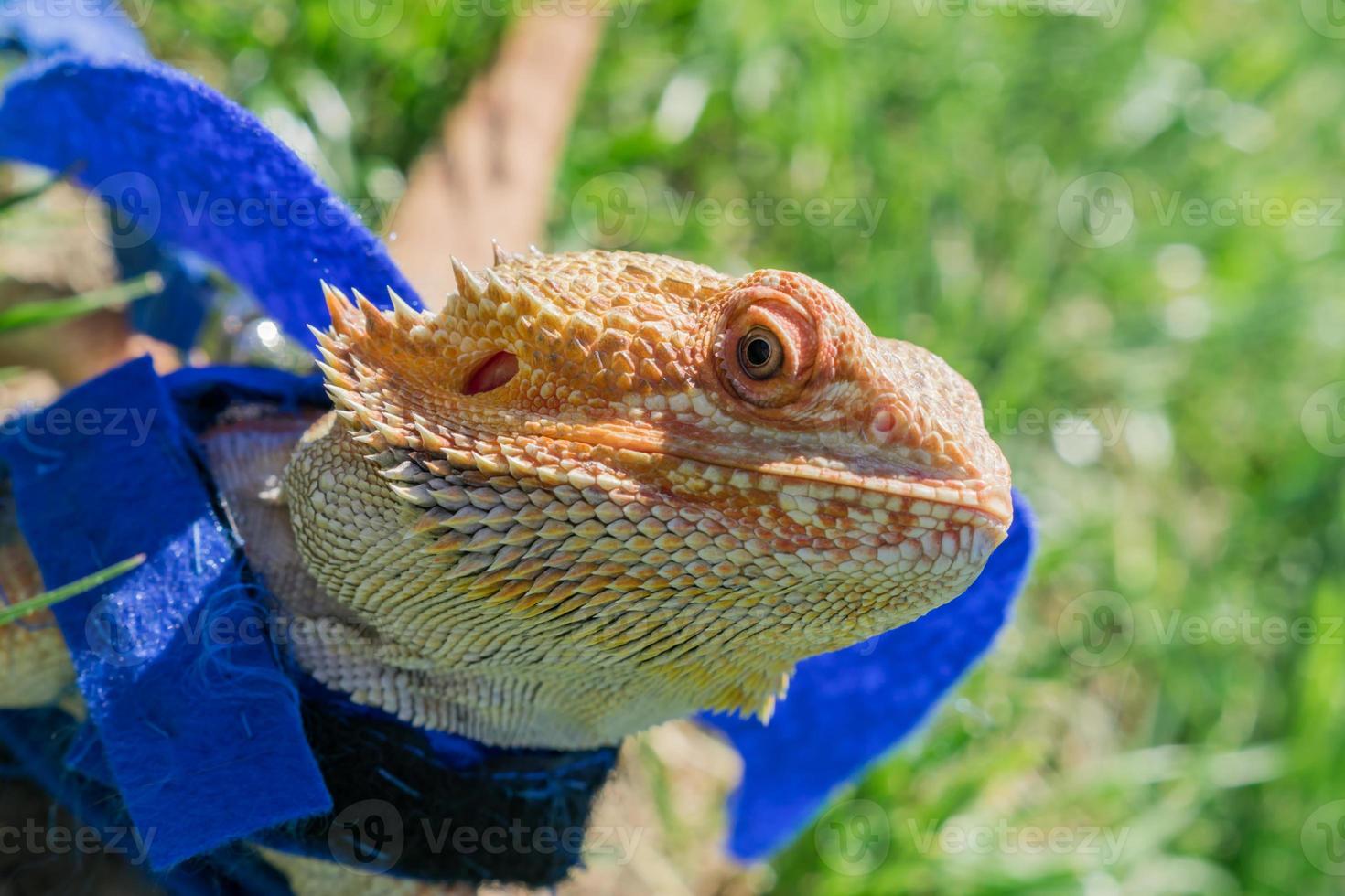 närbild av en skäggig drake pogona vitticeps på grönt gräs. exotiska husdjur. foto