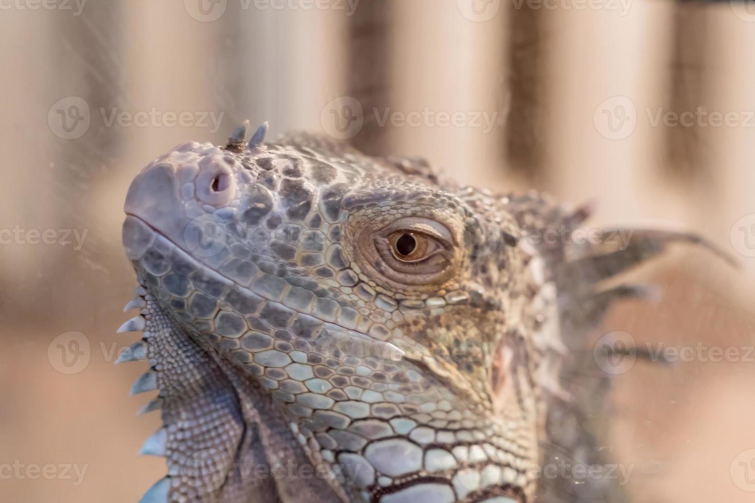 porträtt av leguan bakom glaset foto