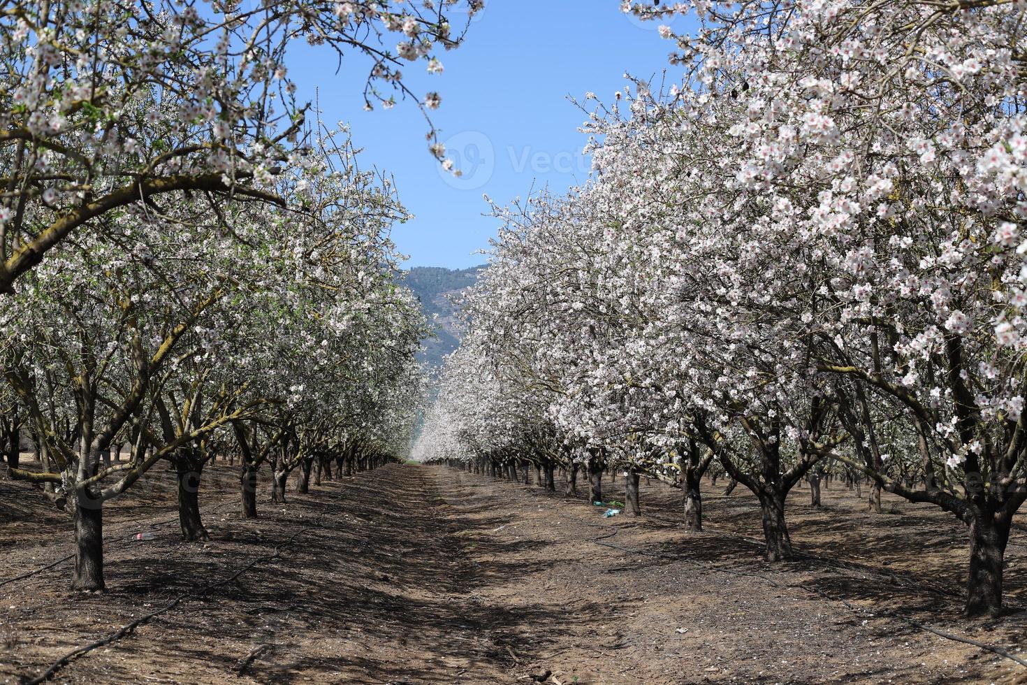 mandelblommor i en stadspark i Israel. foto