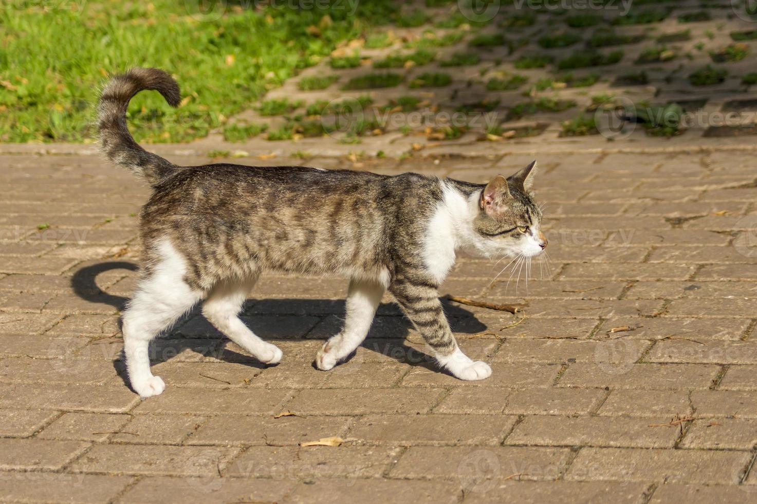 vild katt som går trottoaren foto