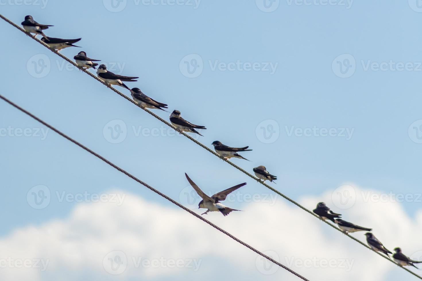 flock svalor som sitter på elektriska ledningar foto