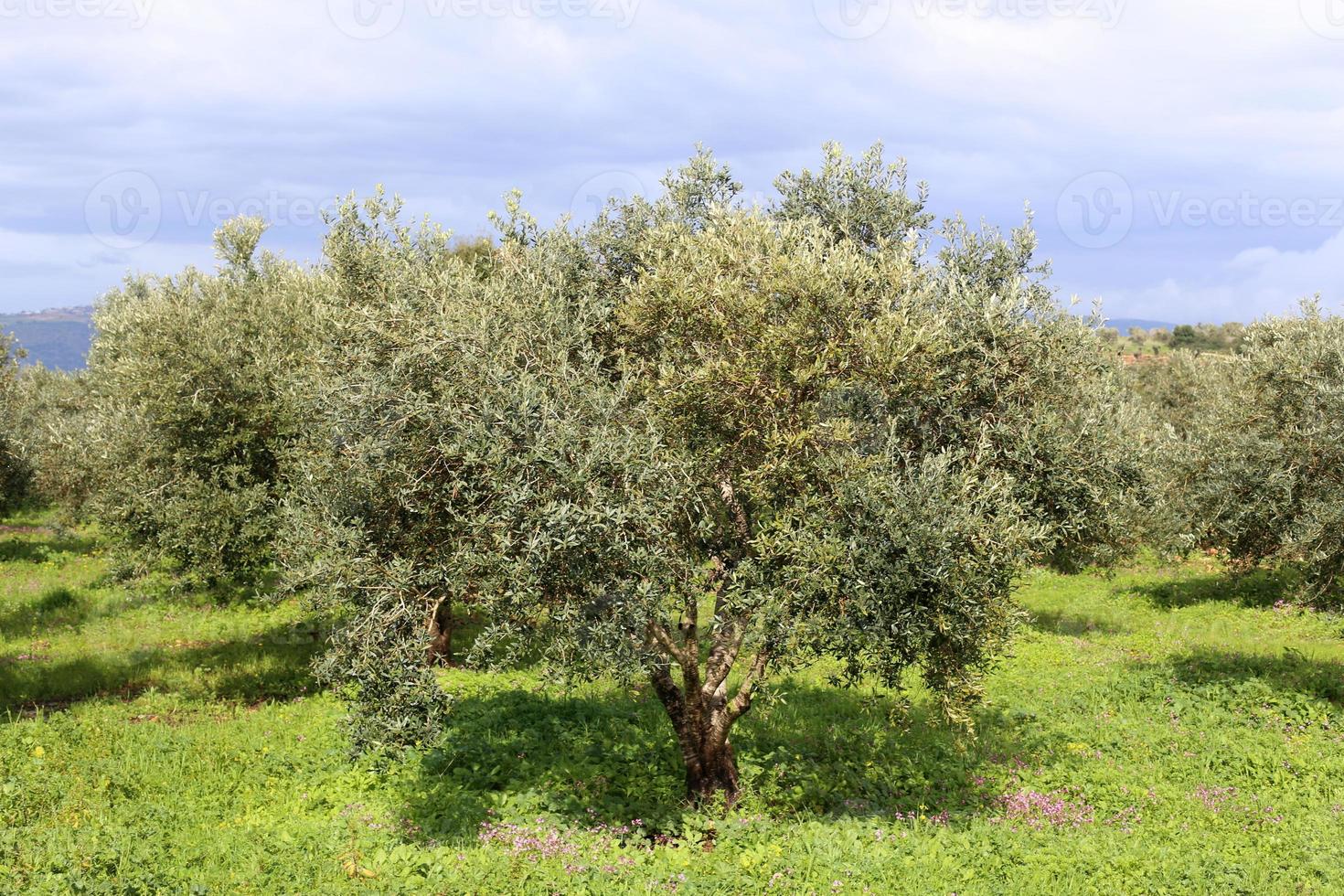 naturlandskap i norra Israel. foto