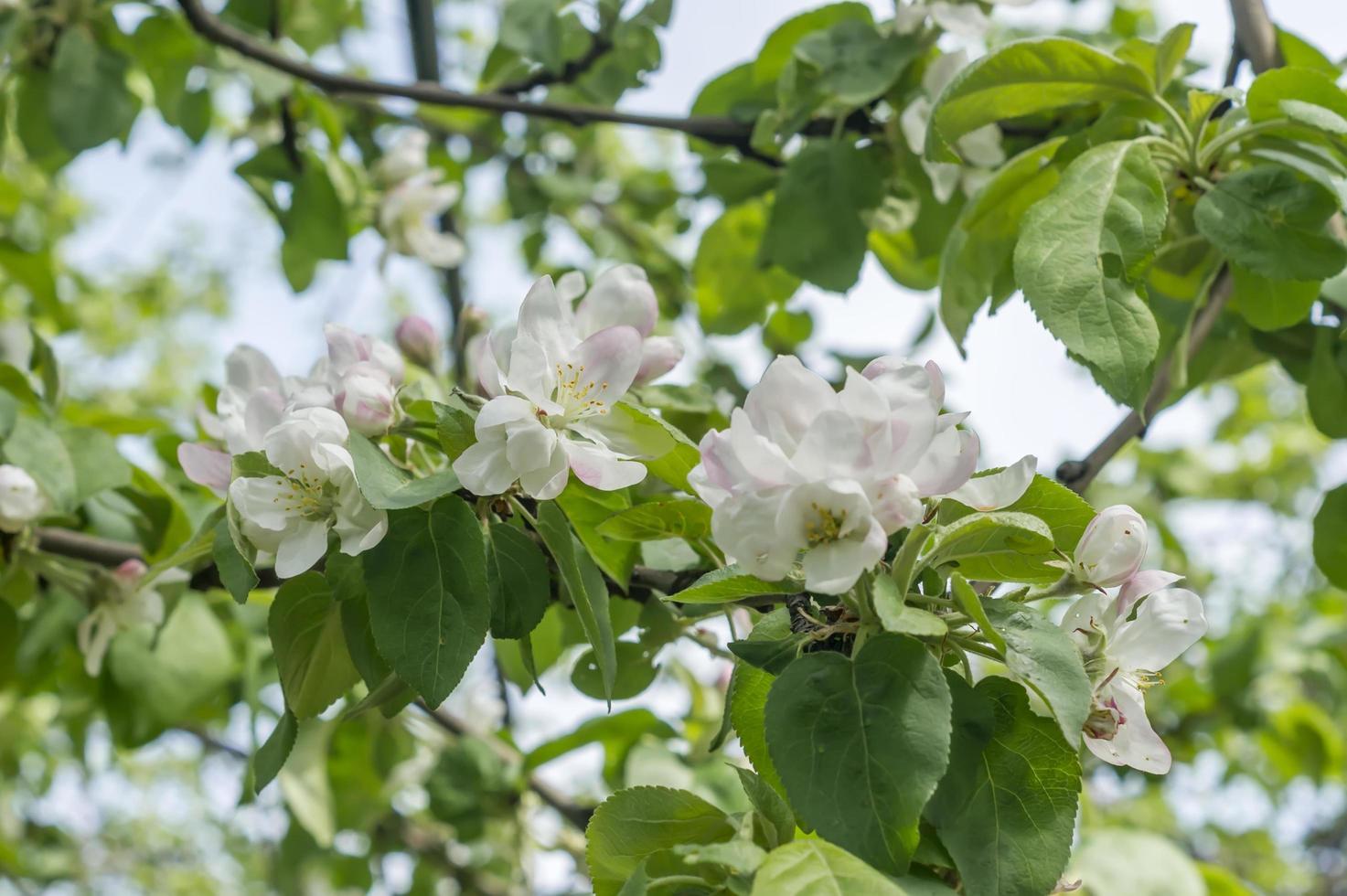 äppelträdet blommar. vita blommor på gren foto