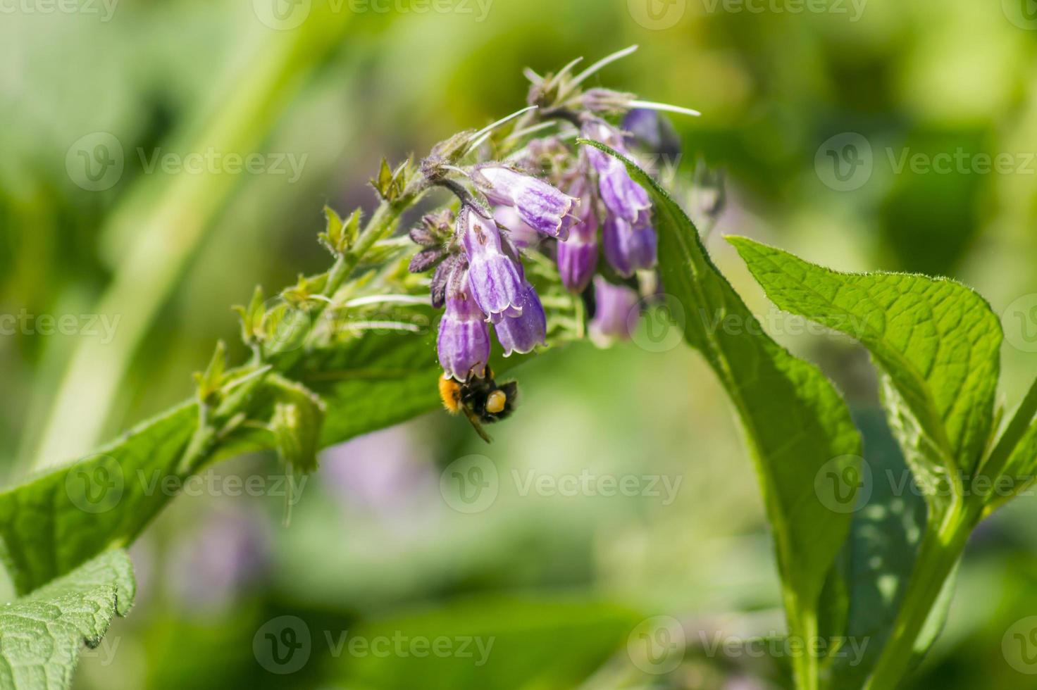 vacker skogsblomma. humla foto