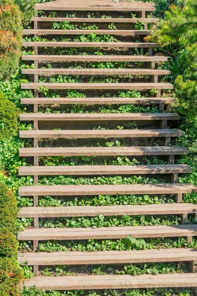 gammal trätrappa i parken foto