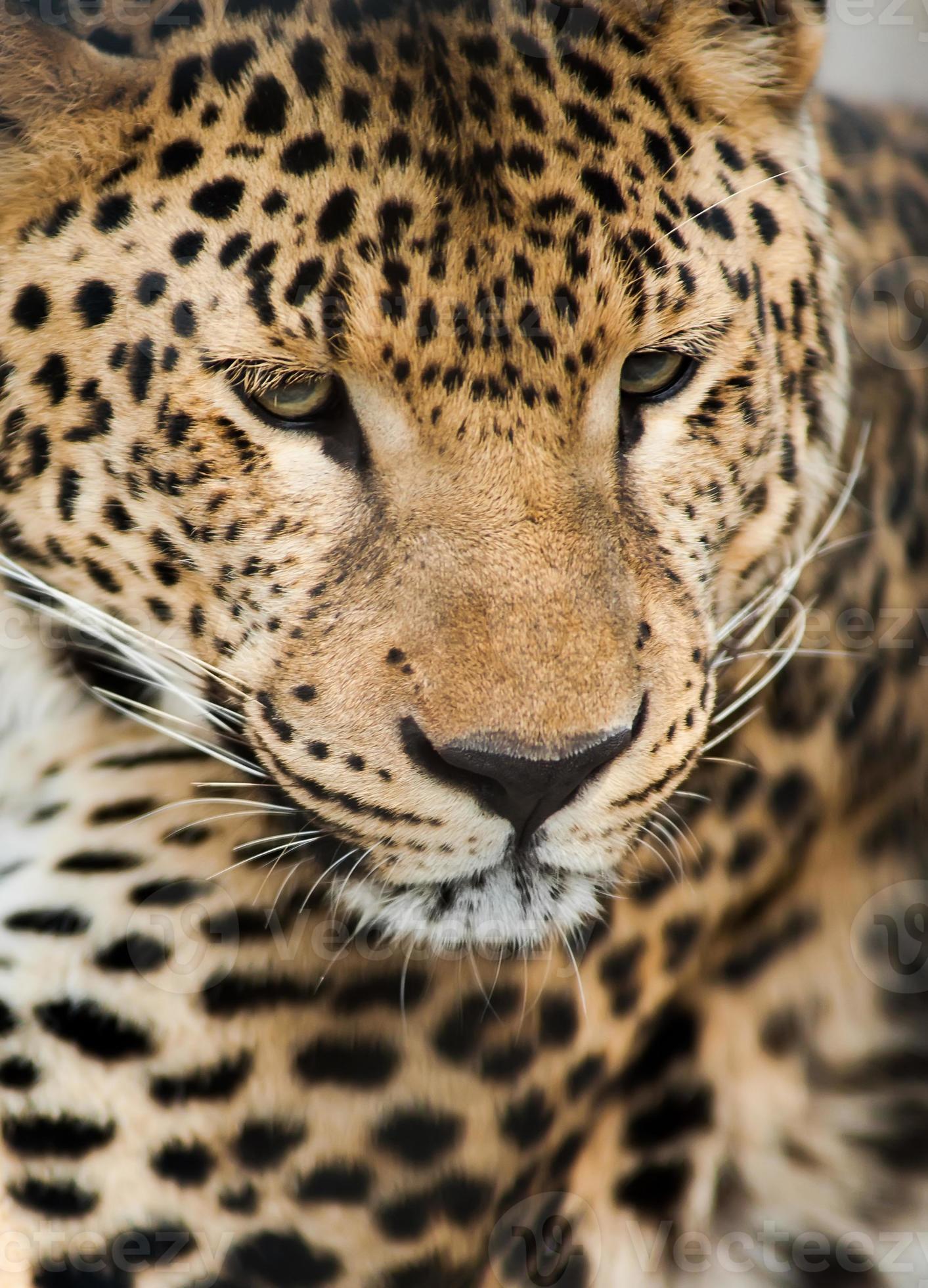 vilda djur: porträtt av leopard foto