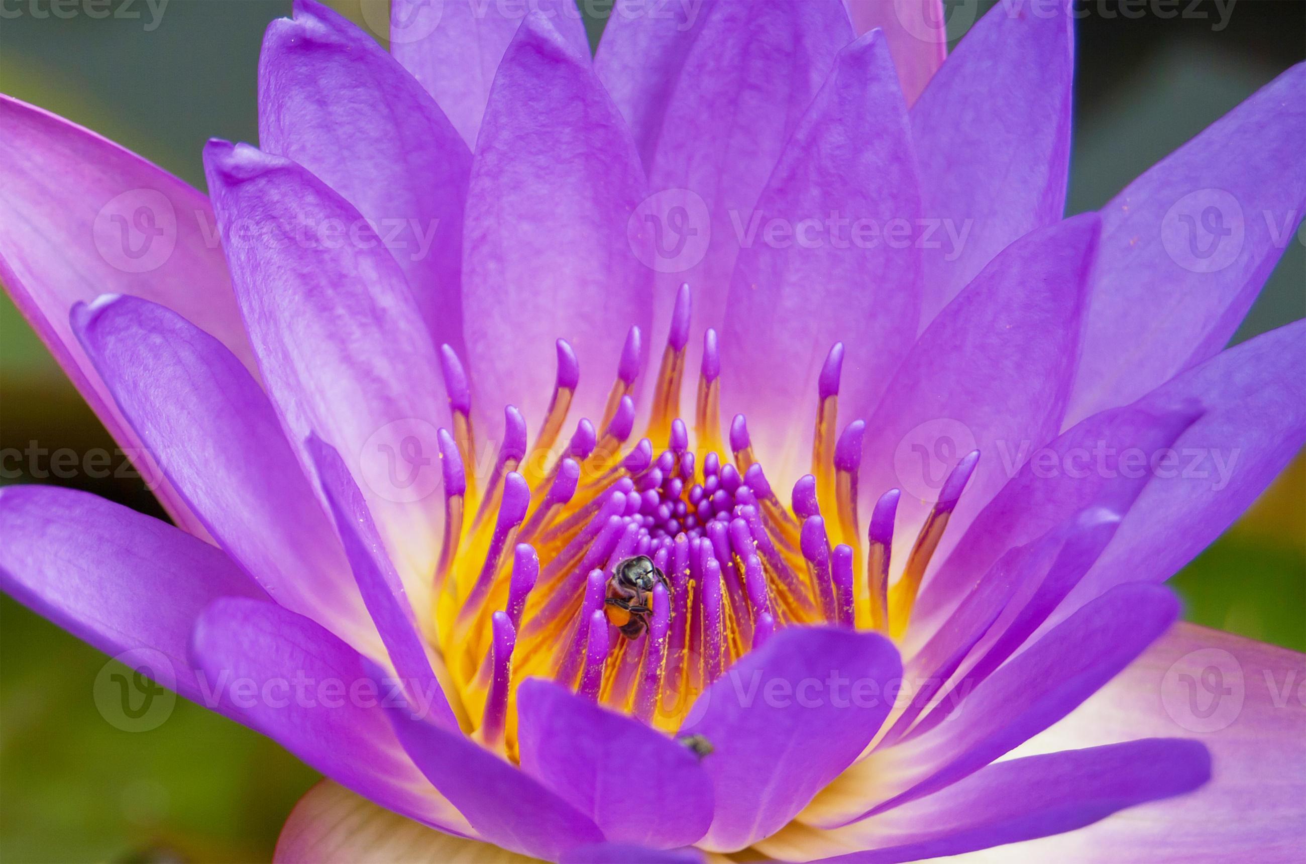 närbild biet på violetta lotusblomma. foto