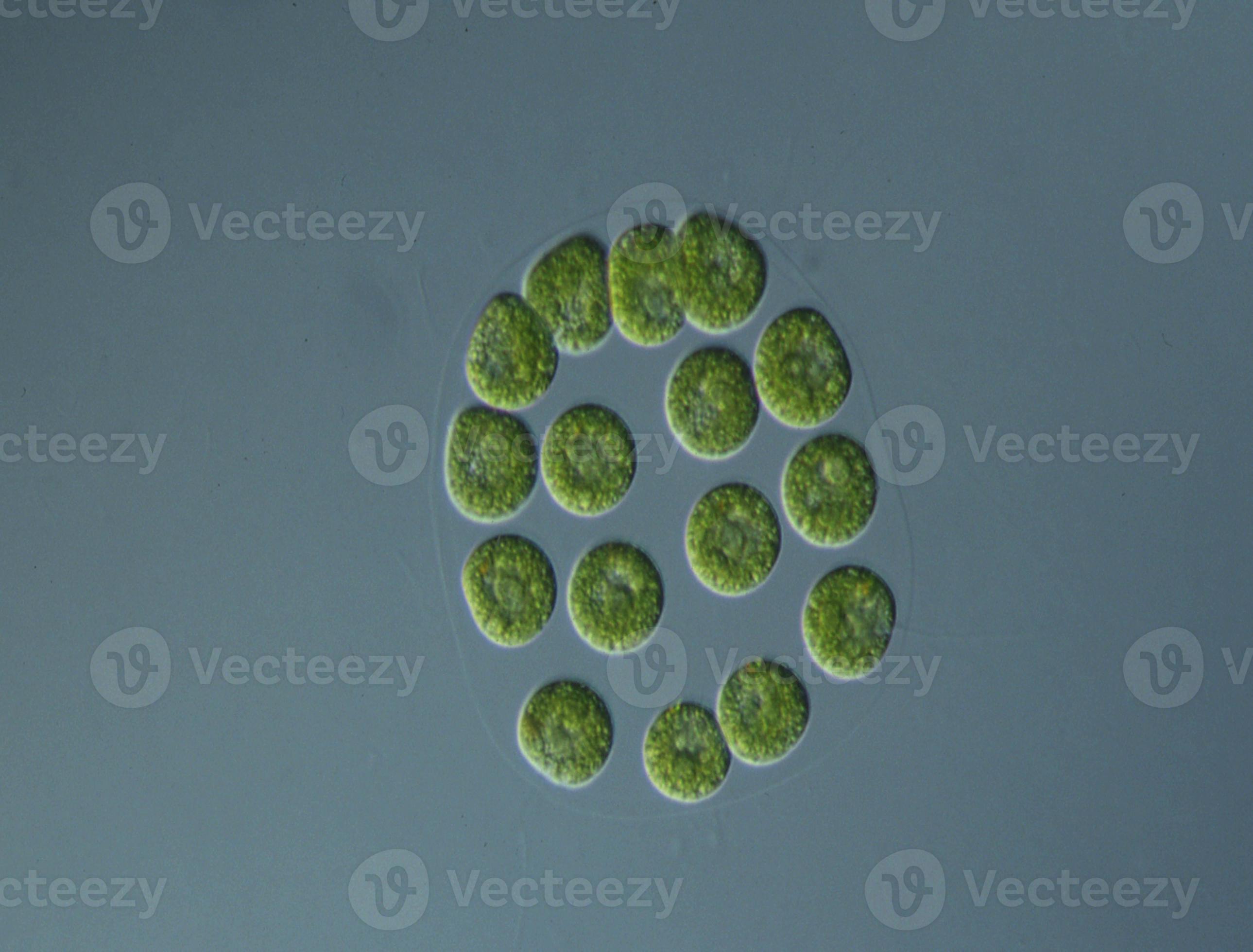 Hurtig venskab Arrowhead grön alger på hög förstoring under de mikroskop 12871402 Stock Photo