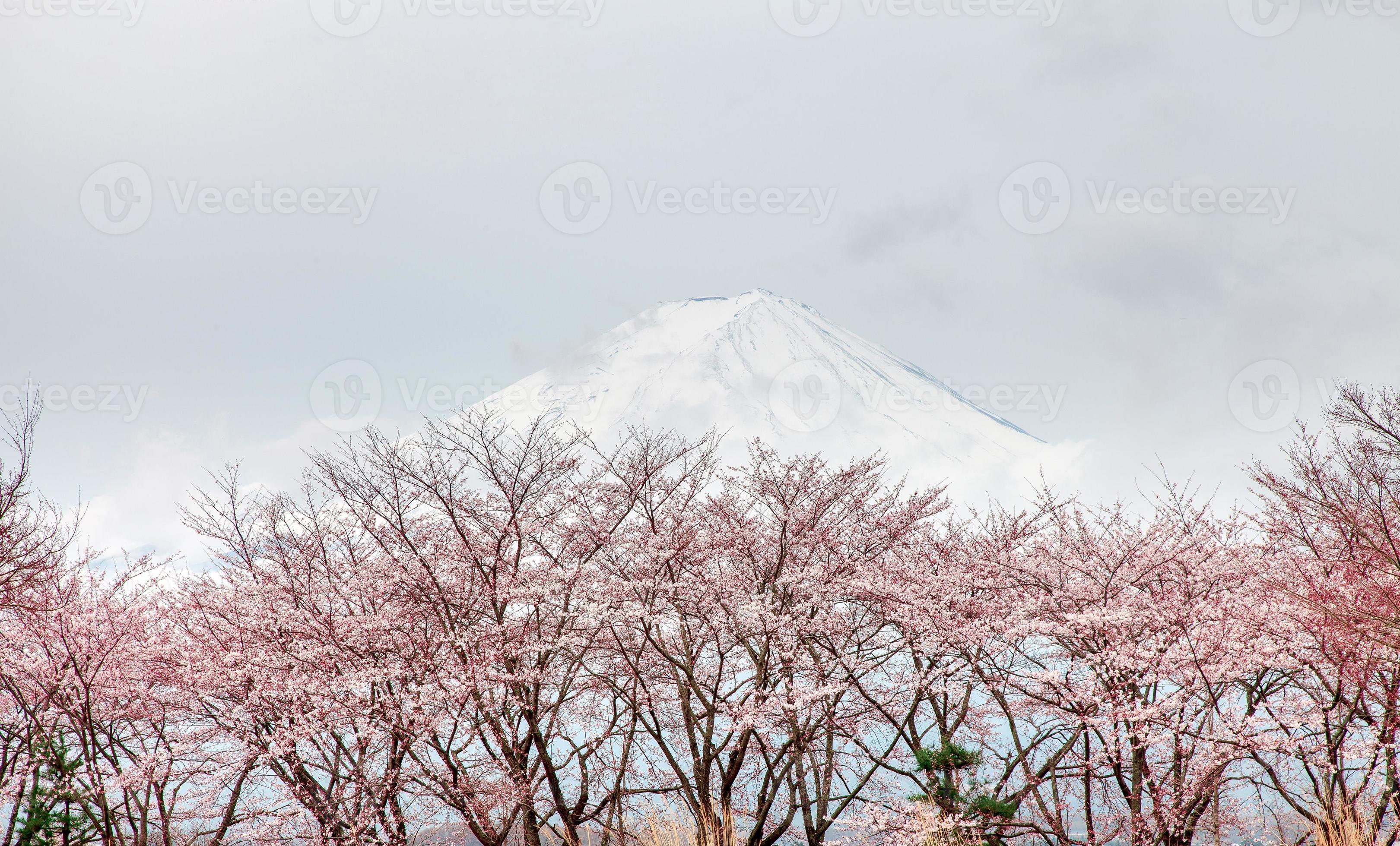 ญ träd för blomma körsbärsblom i våren kawaguchi sjön, Japan foto