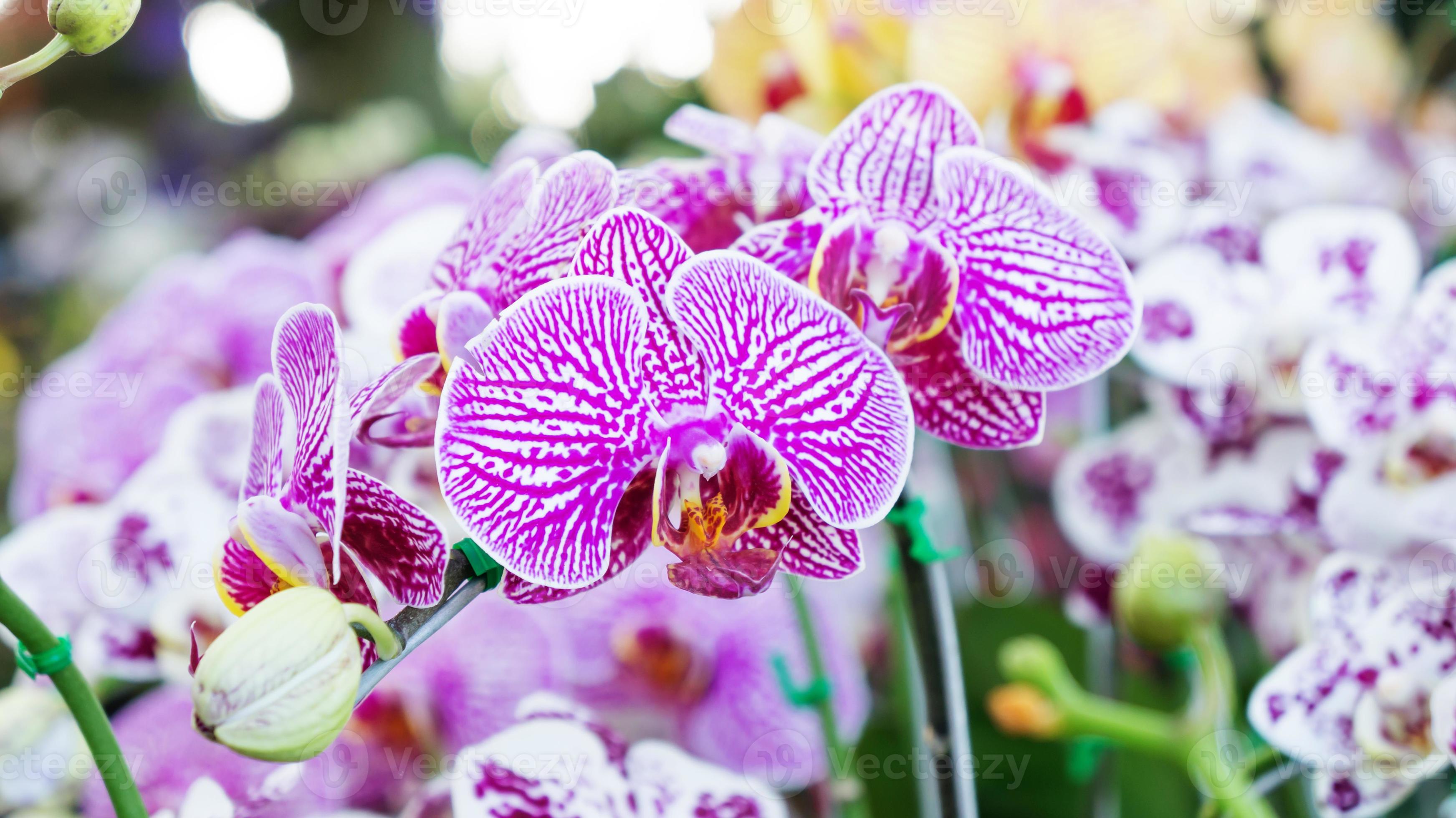 lila orkidé foto
