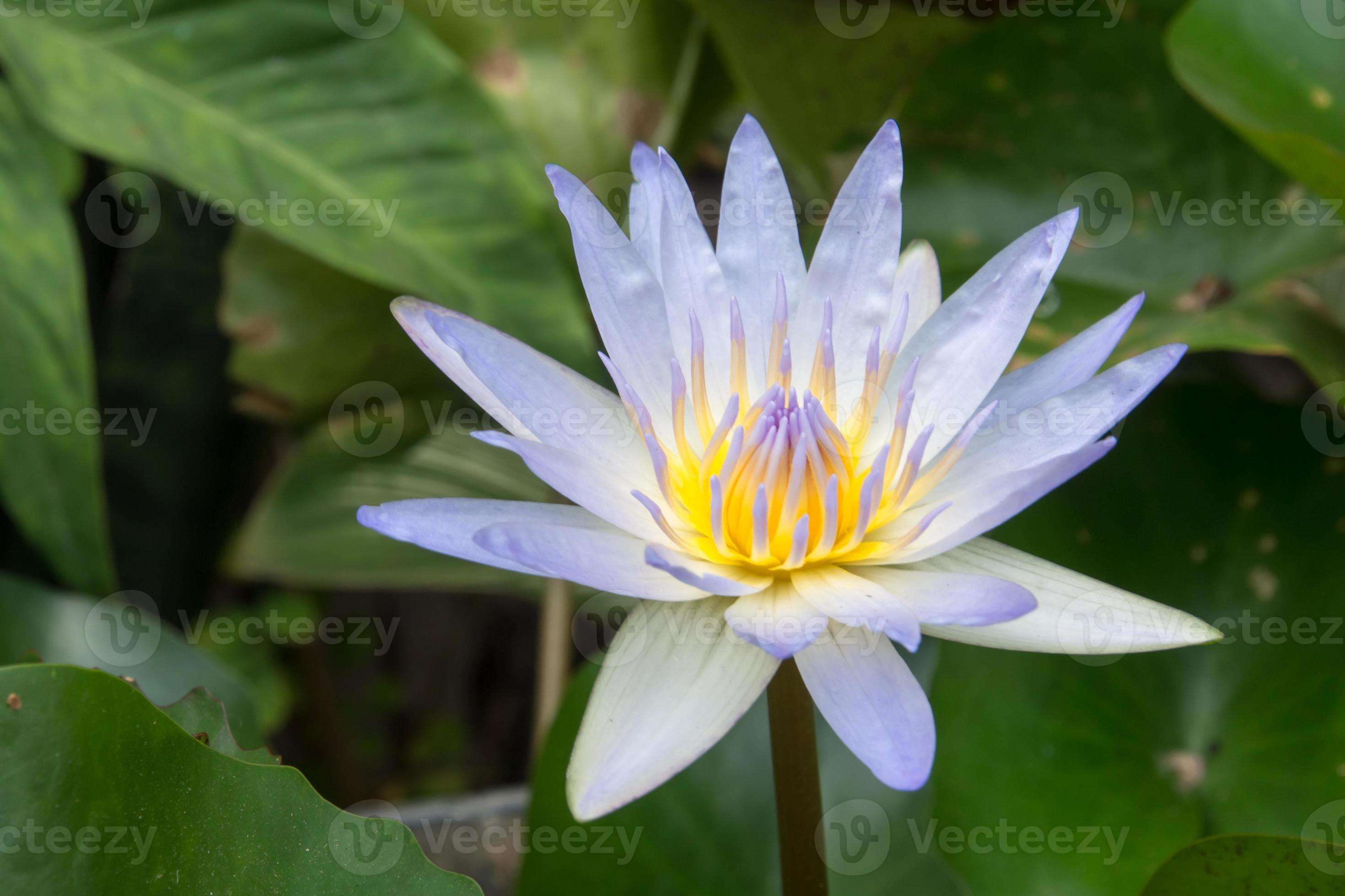 lotusblomma på vattnet foto
