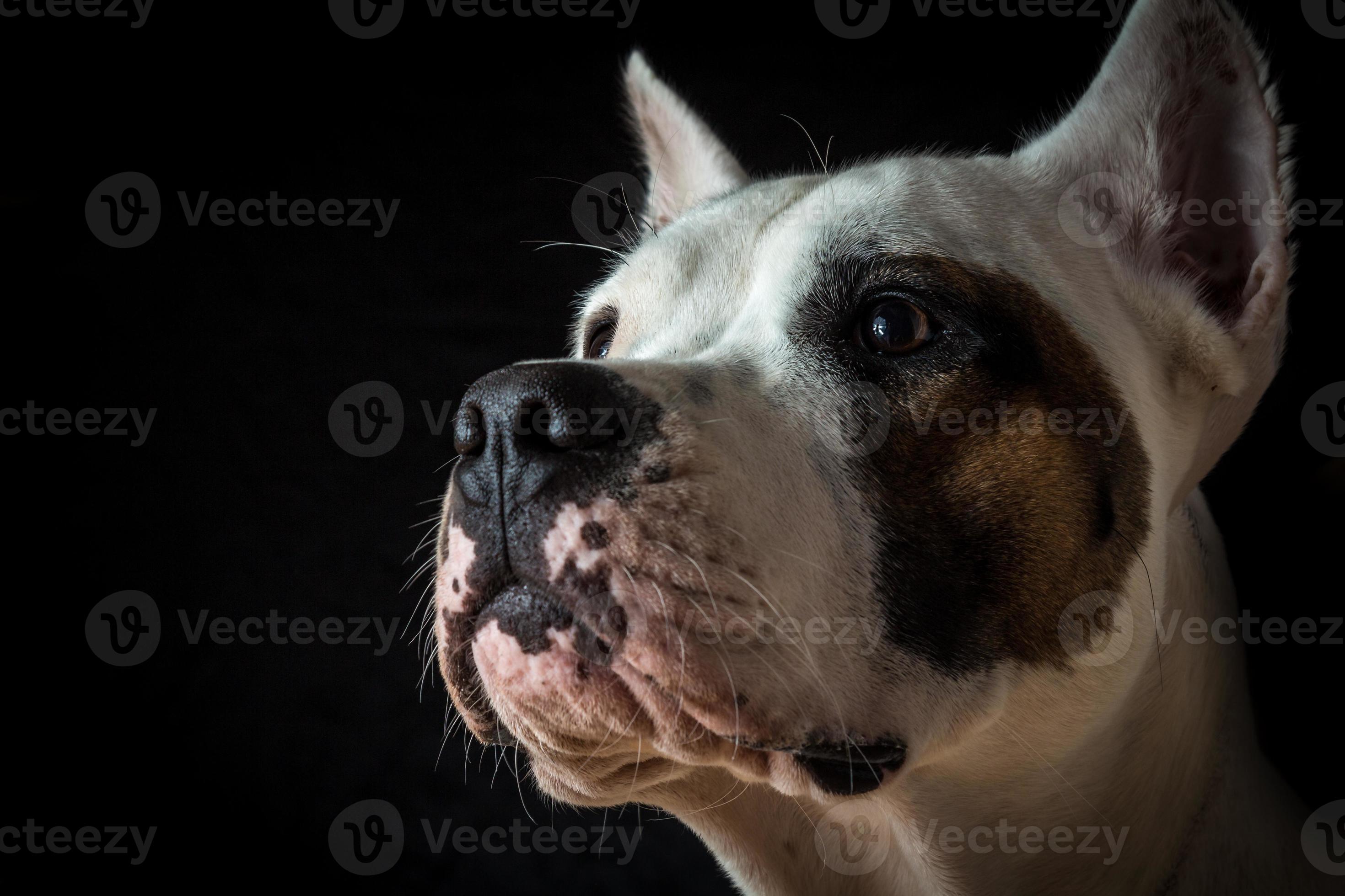 drikke klodset miles argentinsk hund på svart bakgrund 1387482 Arkivfoto på Vecteezy