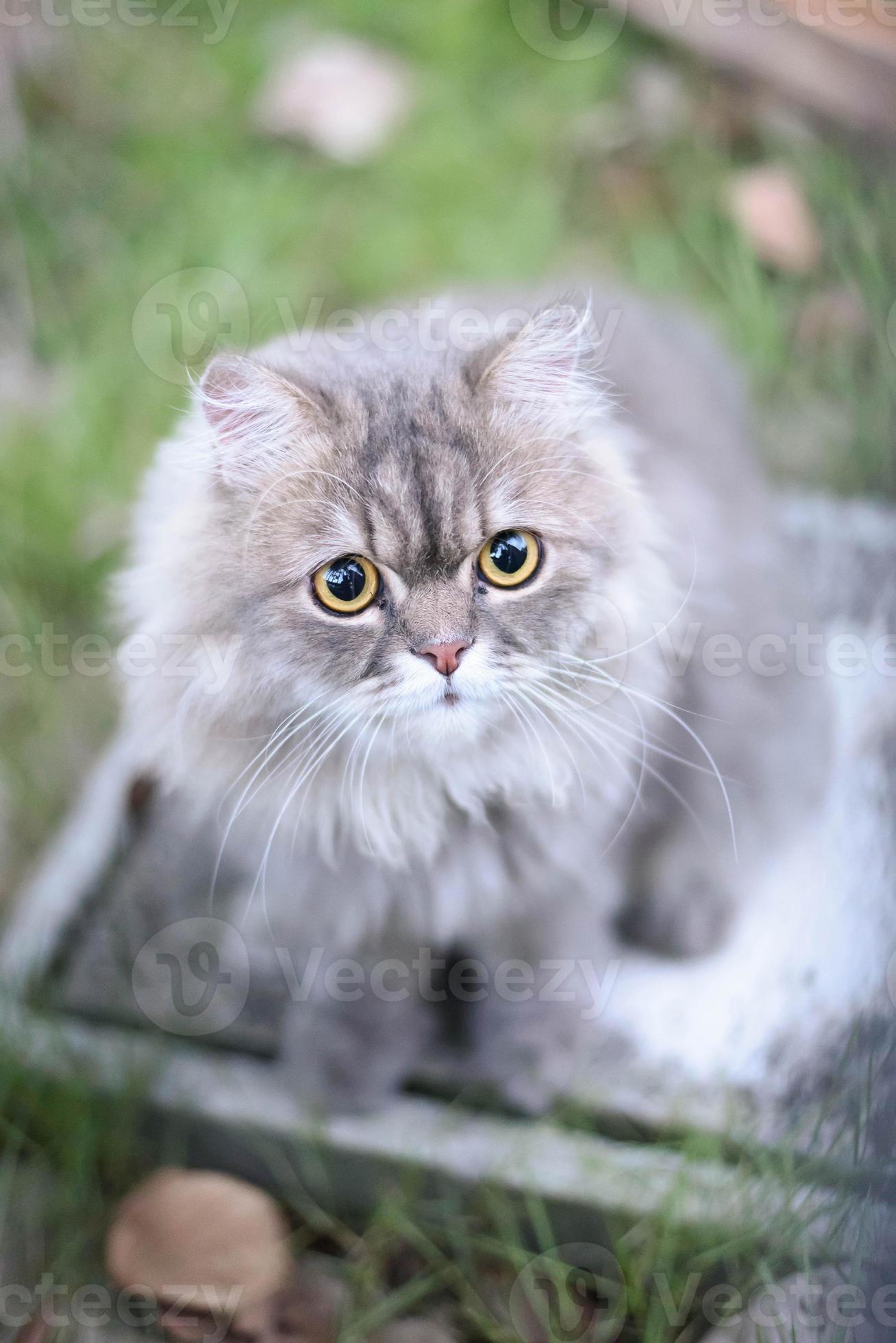 persisk katt Arkivfoto på Vecteezy