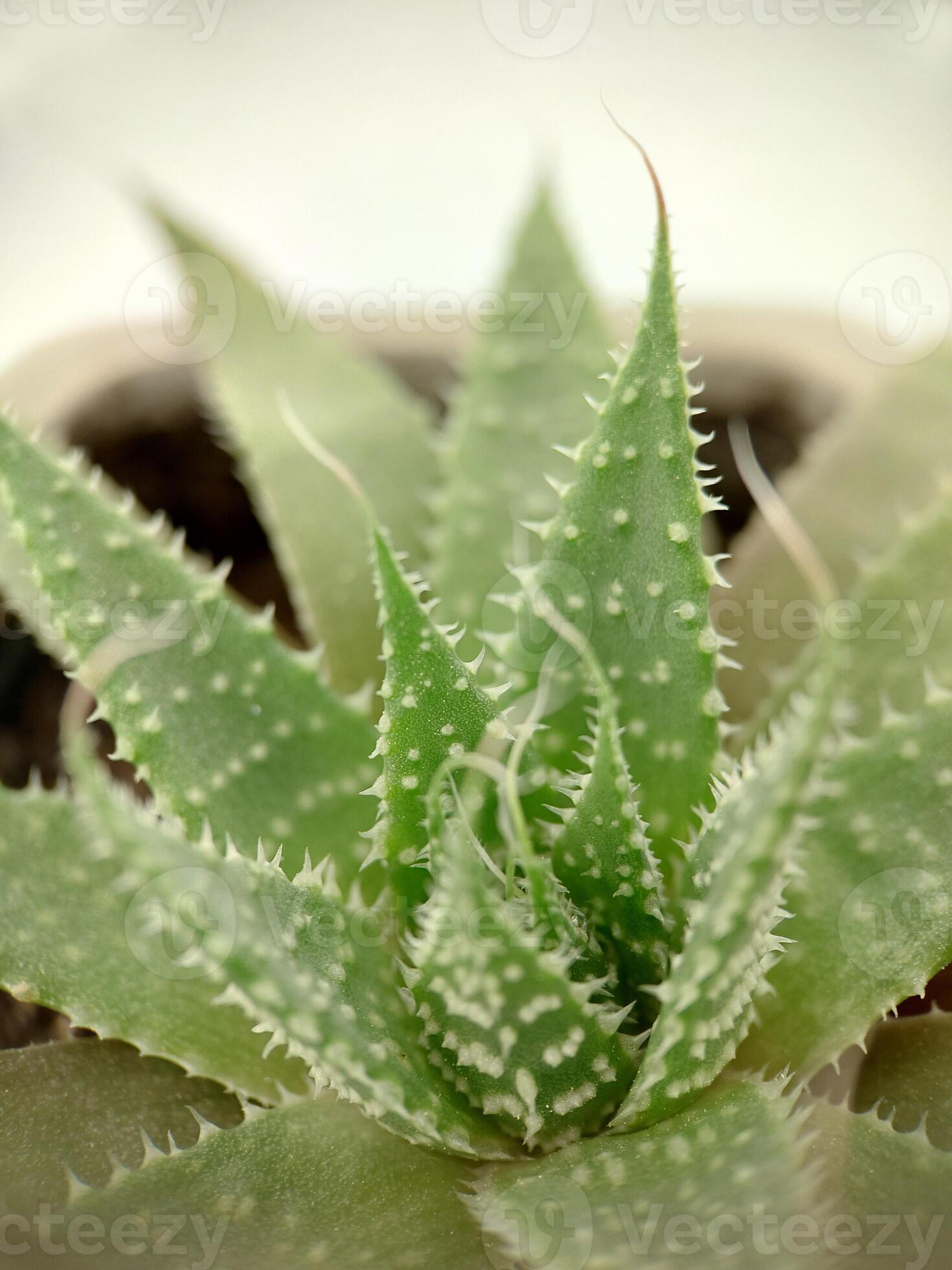 Anzai haar pedaal grön kaktus aloe vera i en pott topp se 15484039 Stock Photo