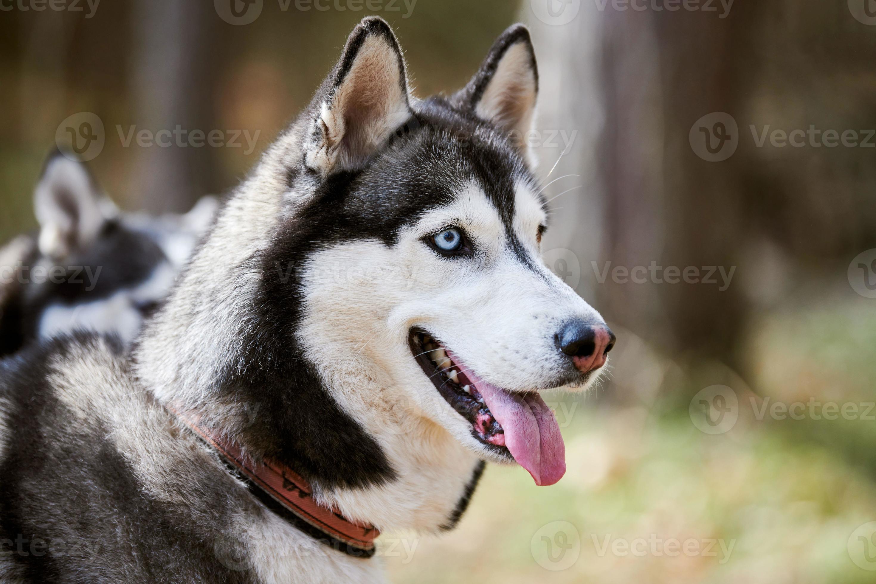 sibirisk hes hund med svart grå vit täcka Färg, söt kälke ras 18902305 Arkivfoto på Vecteezy
