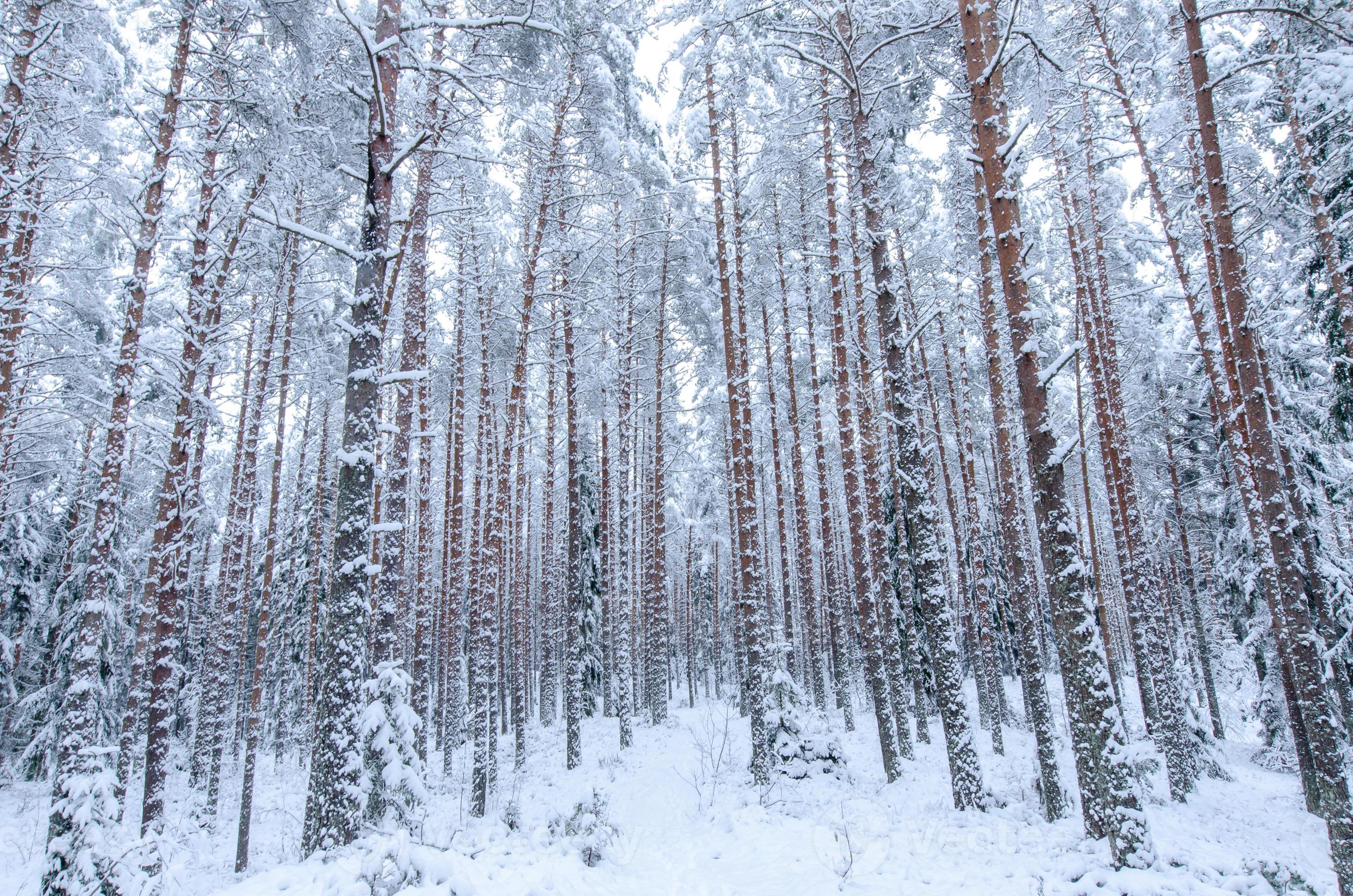 snötäckta träd i vinterskogen foto