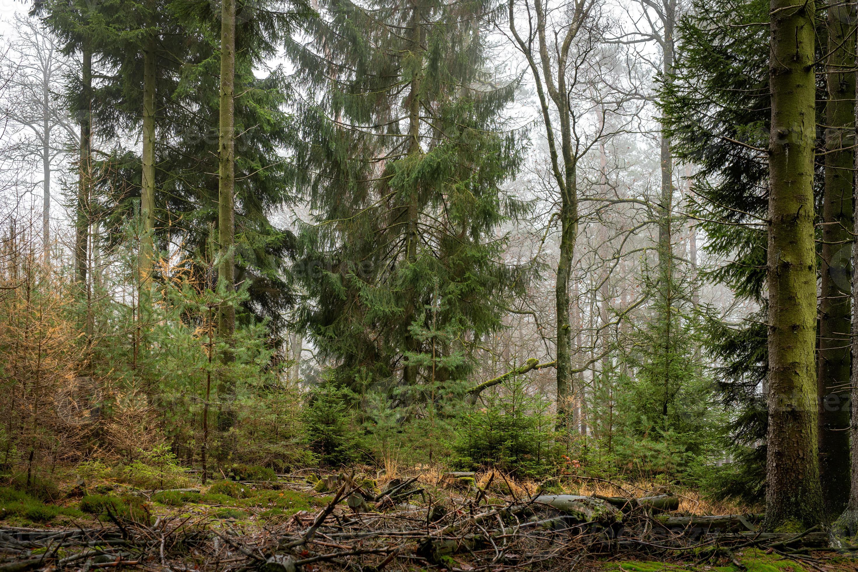 skog i dimman med tallar lövträd och granjord bevuxen med mossa och ormbunkar foto