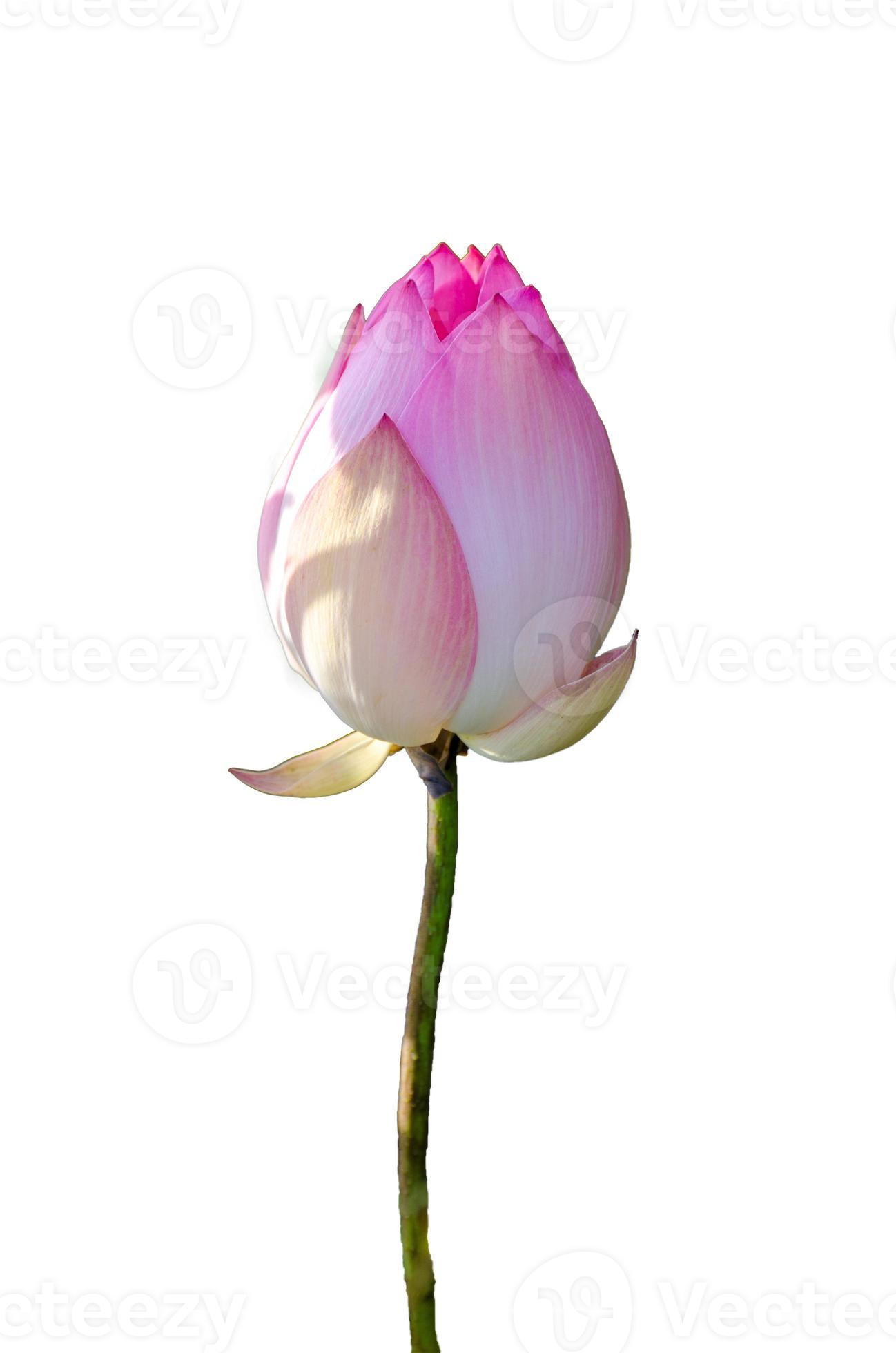 lotus kunglig rosa isolera vit bakgrund foto
