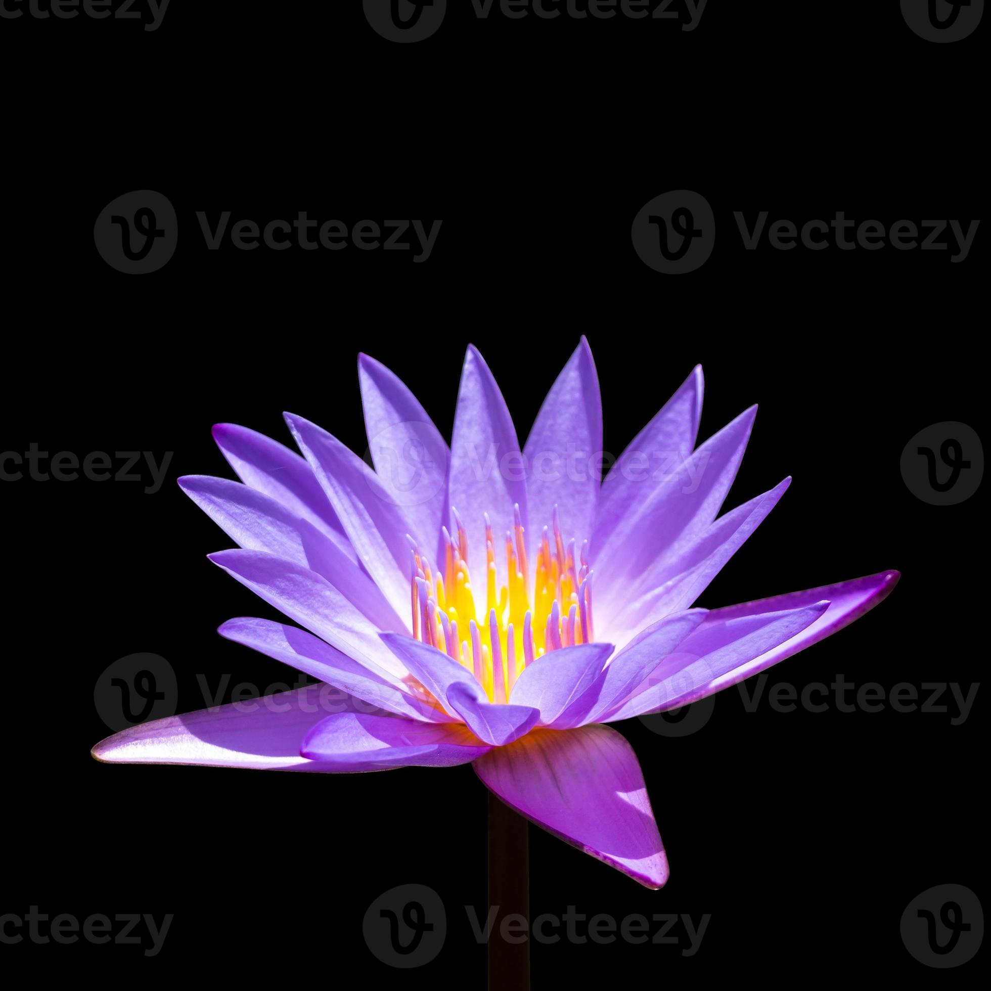 lila lotus på isolerad bakgrund foto