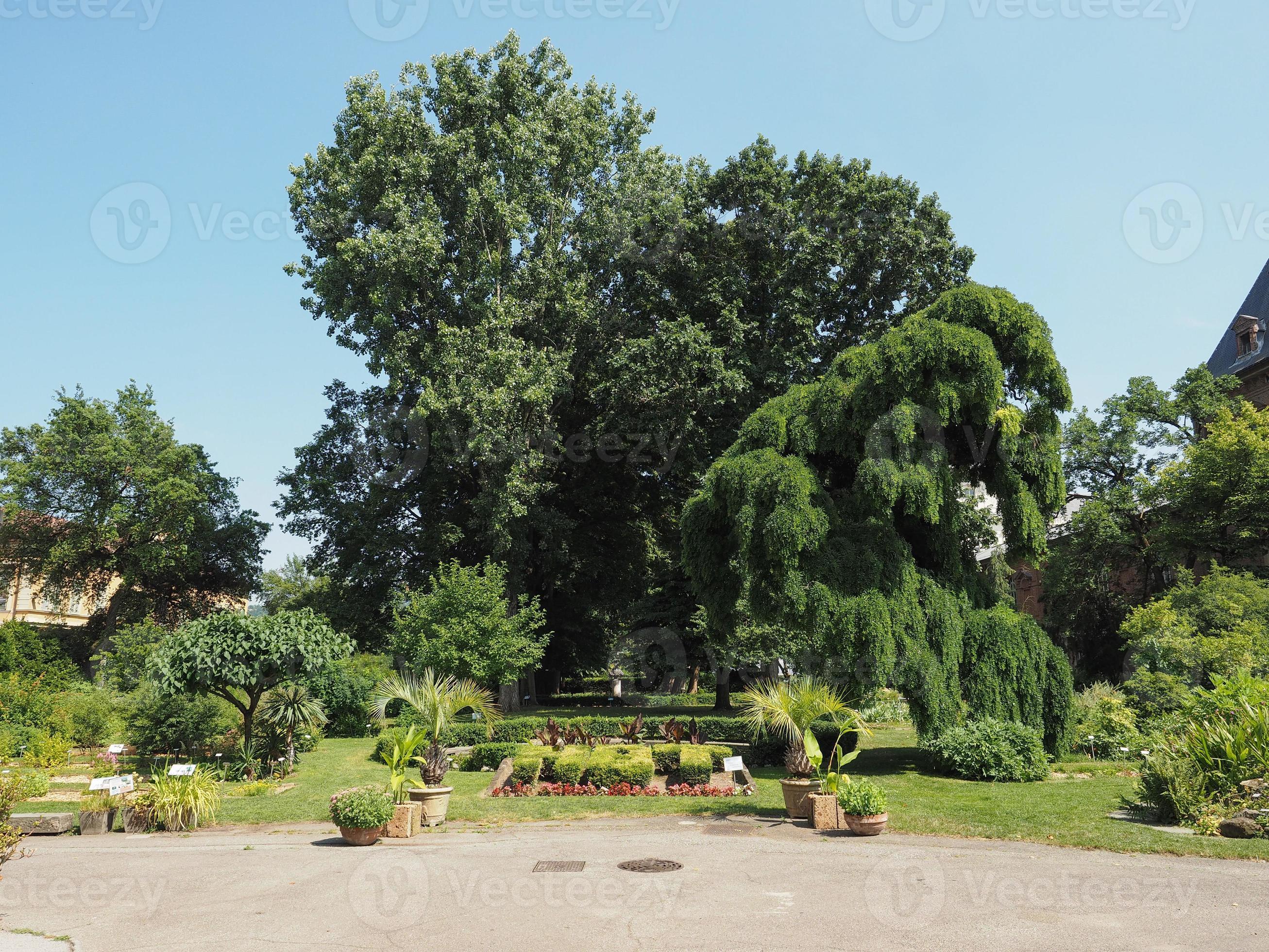 botaniska trädgårdar i Turin foto