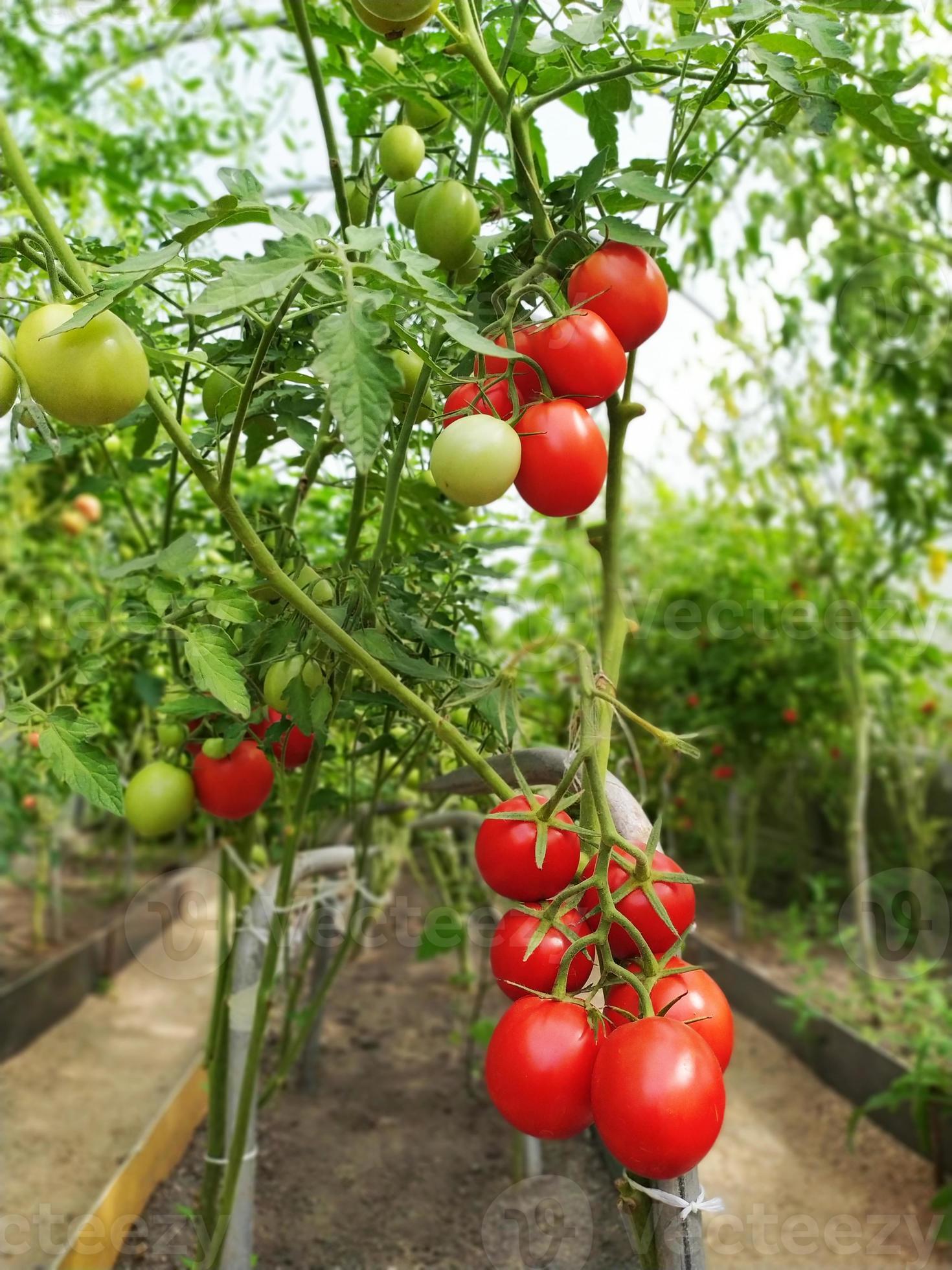 mogna små körsbärstomater. en buske tomater i ett växthus. skörda grönsaker. foto