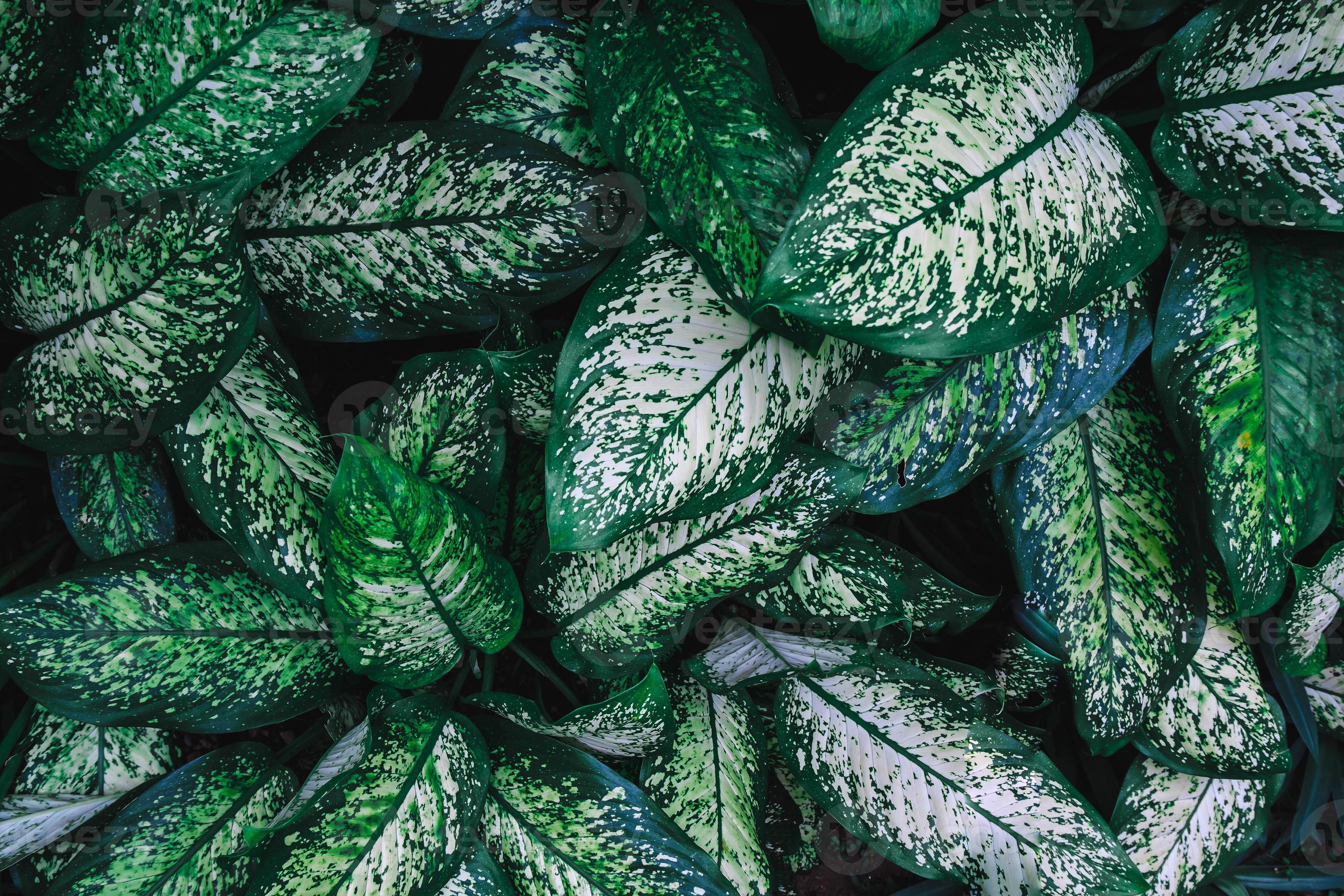 gröna blad mönster bakgrund, naturlig bakgrund foto