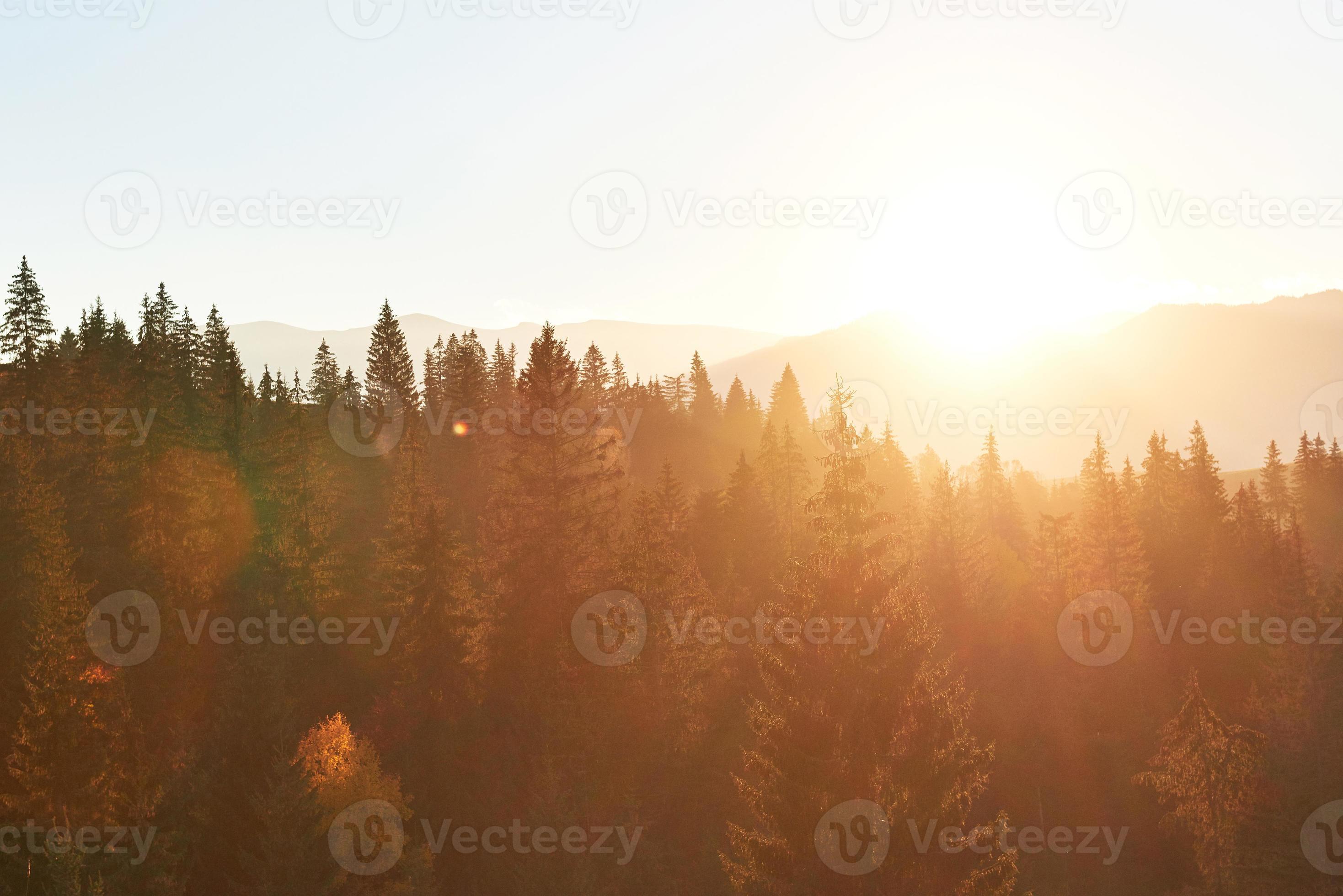 vacker höstmorgon på utsiktsplatsen ovanför den djupa skogsdalen i Karpaterna, Ukraina, Europa foto