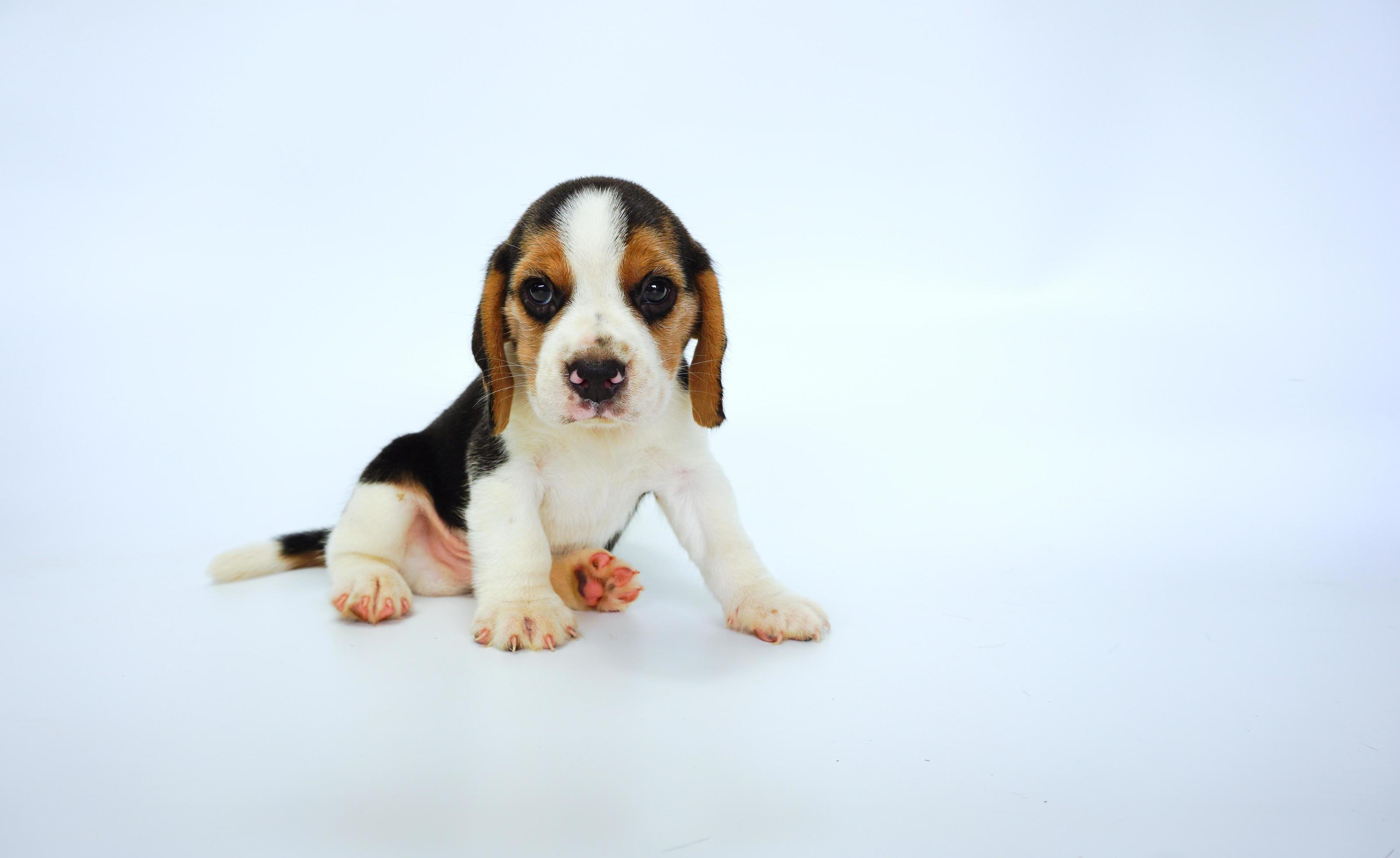 bedårande tricolor beagle på vit skärm. beaglar används i en rad forskningsprocedurer. det allmänna utseendet på beagle liknar en miniatyr rävhund. beaglar har utmärkta näsor. foto