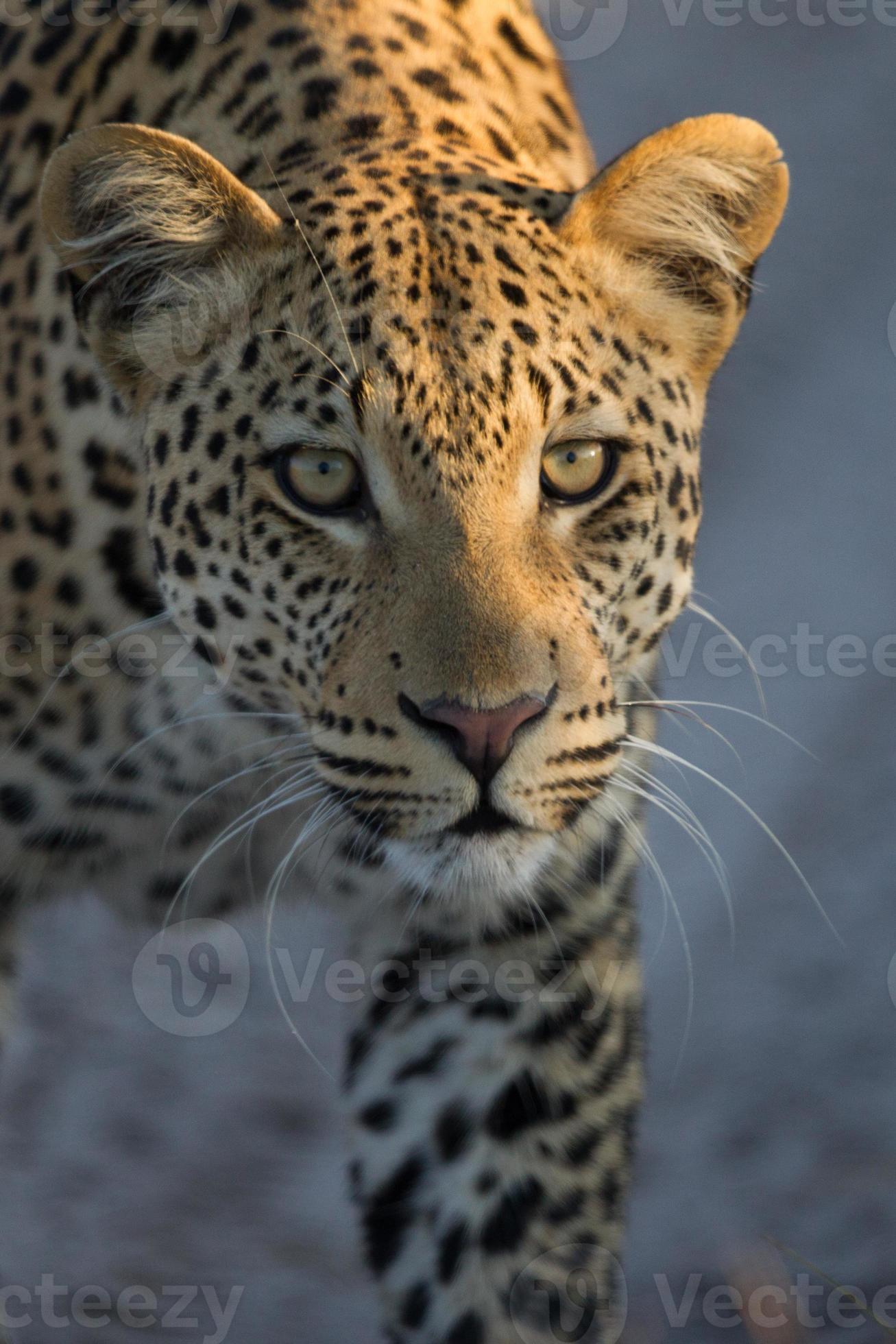 leopard förföljer foto