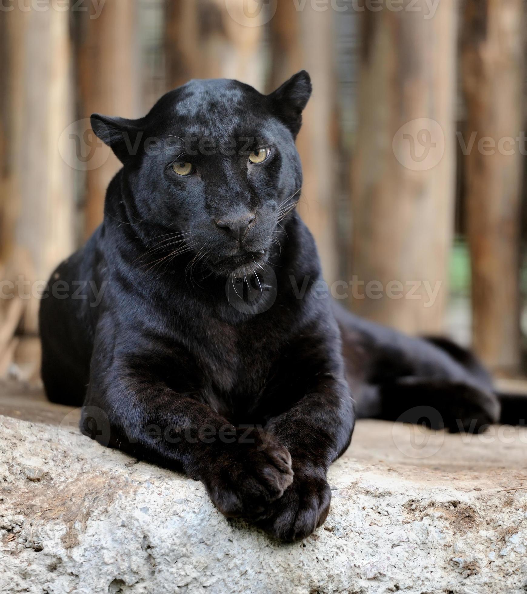 svart leopard foto