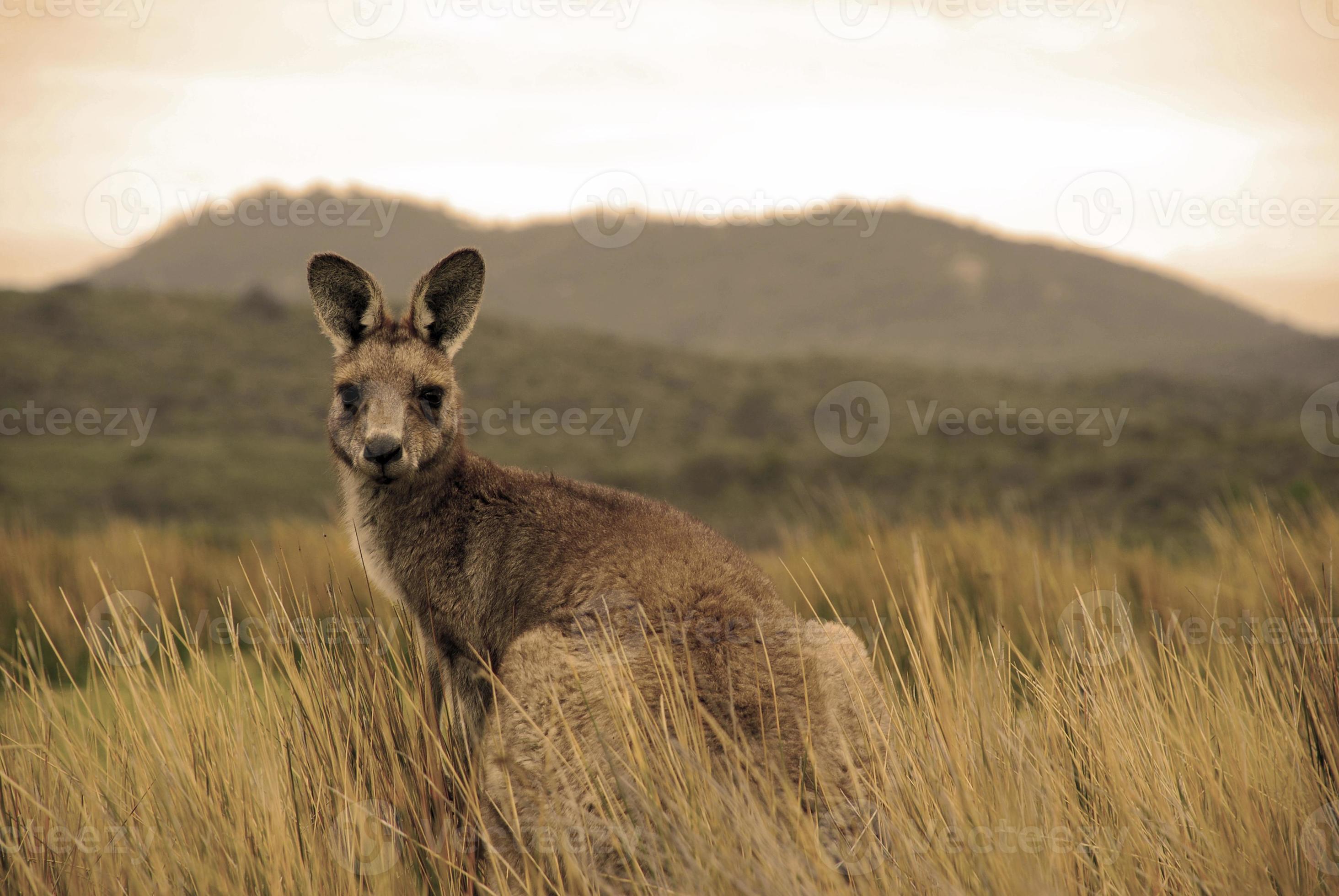 vild känguru i outback foto