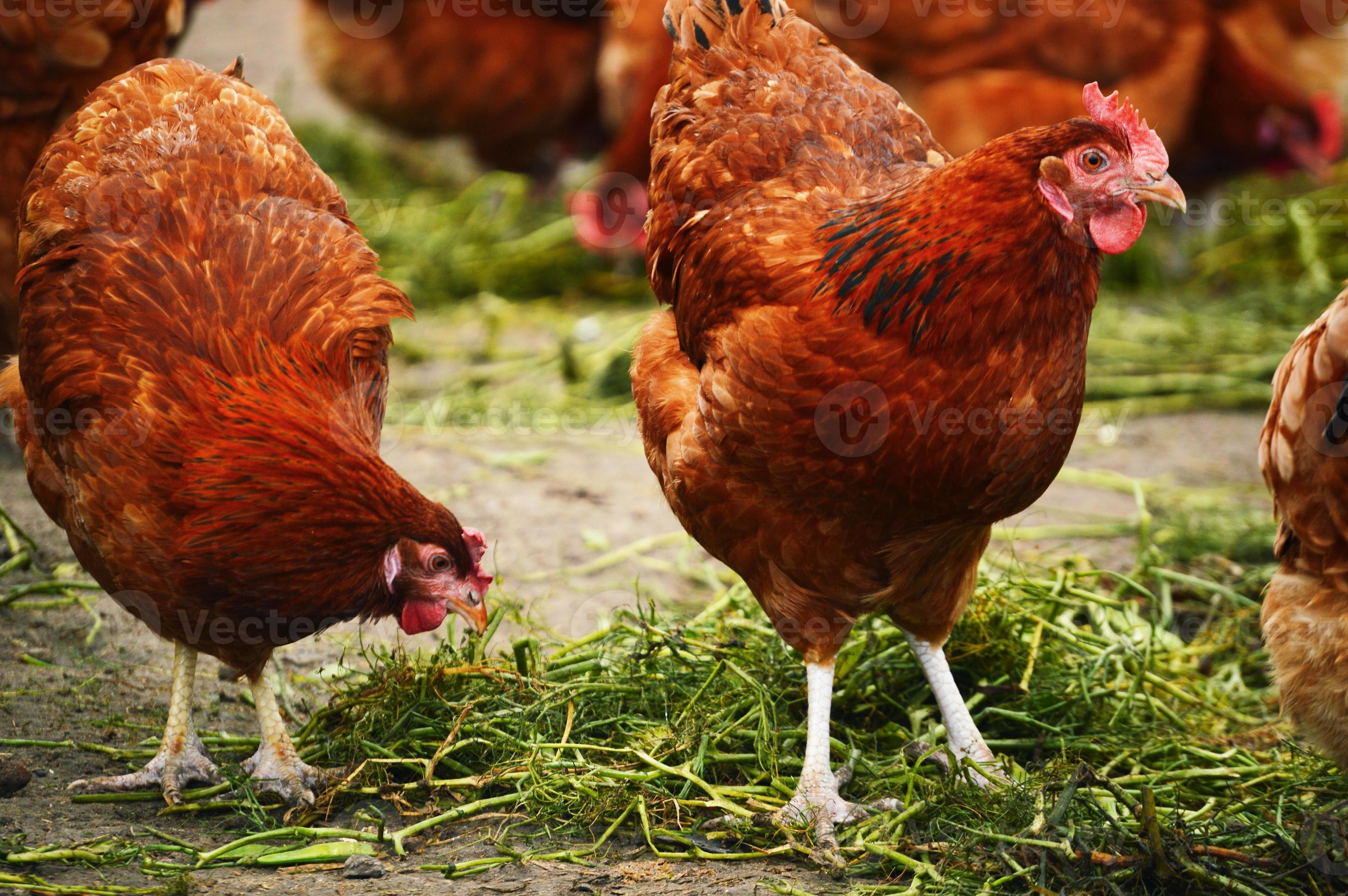 kycklingar på traditionellt frigående fjäderfäbruk foto