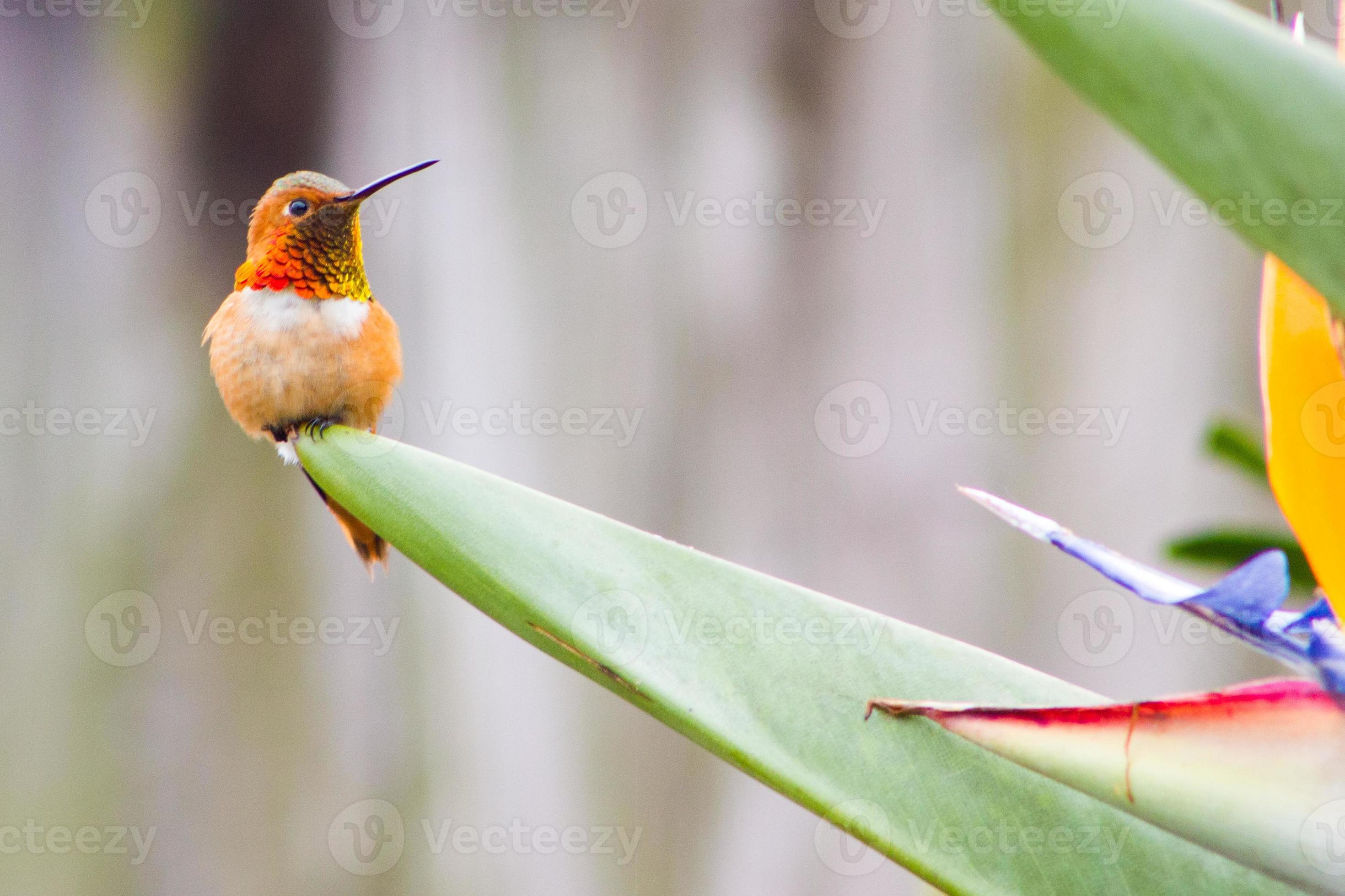 Annas kolibri på paradisblomman foto
