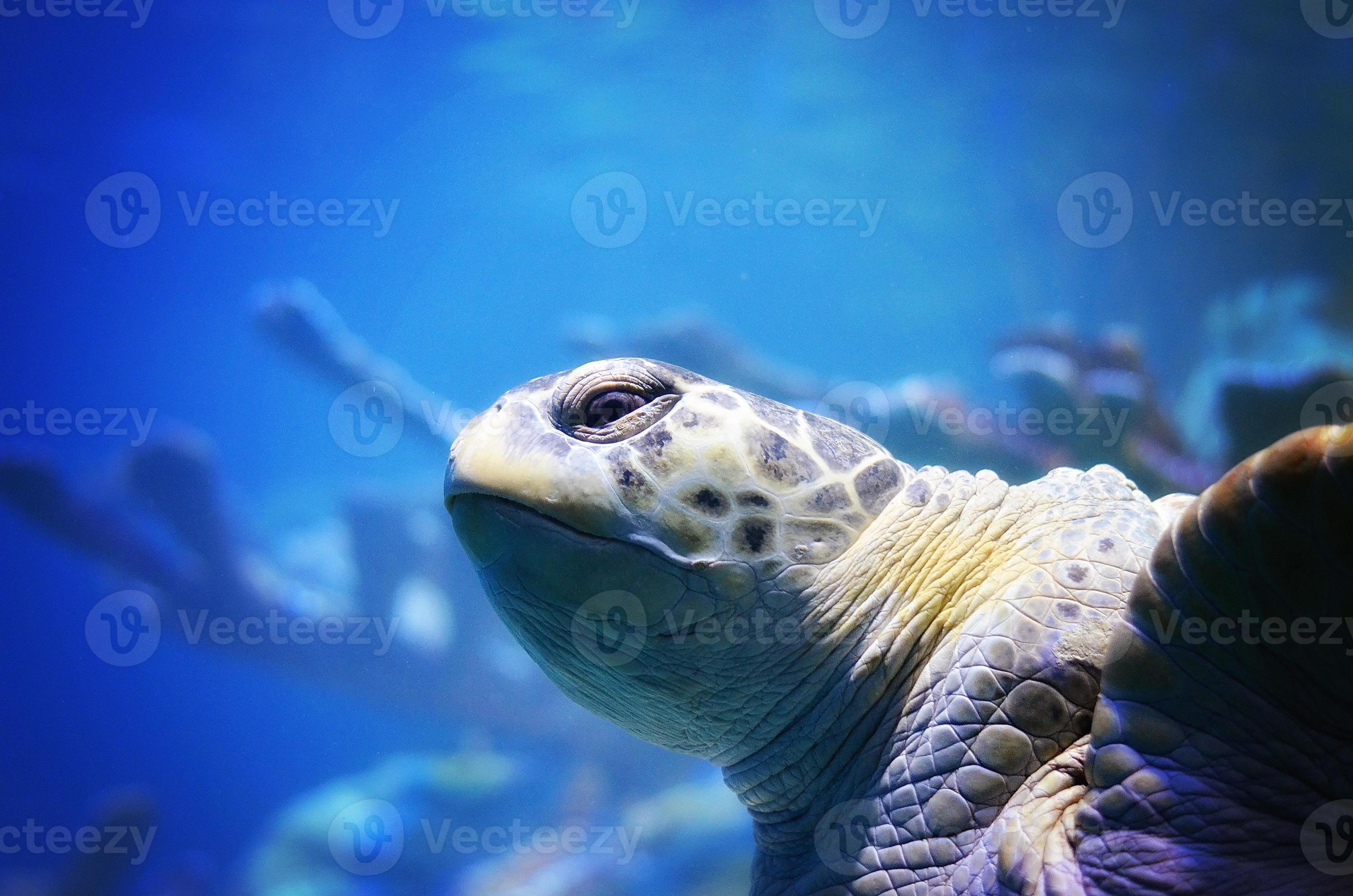 blå och sköldpadda foto