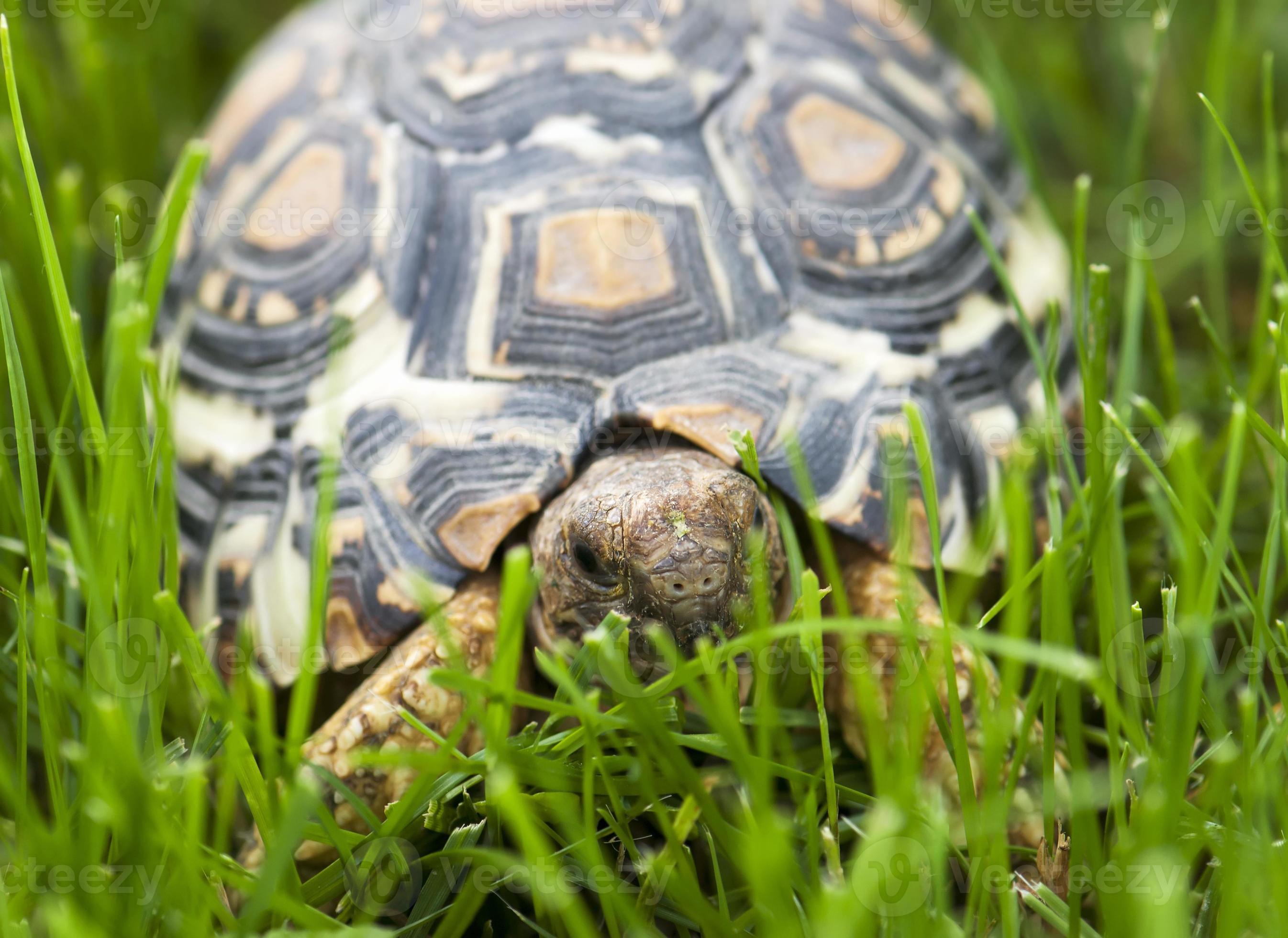 sköldpadda som går i det gröna gräset foto