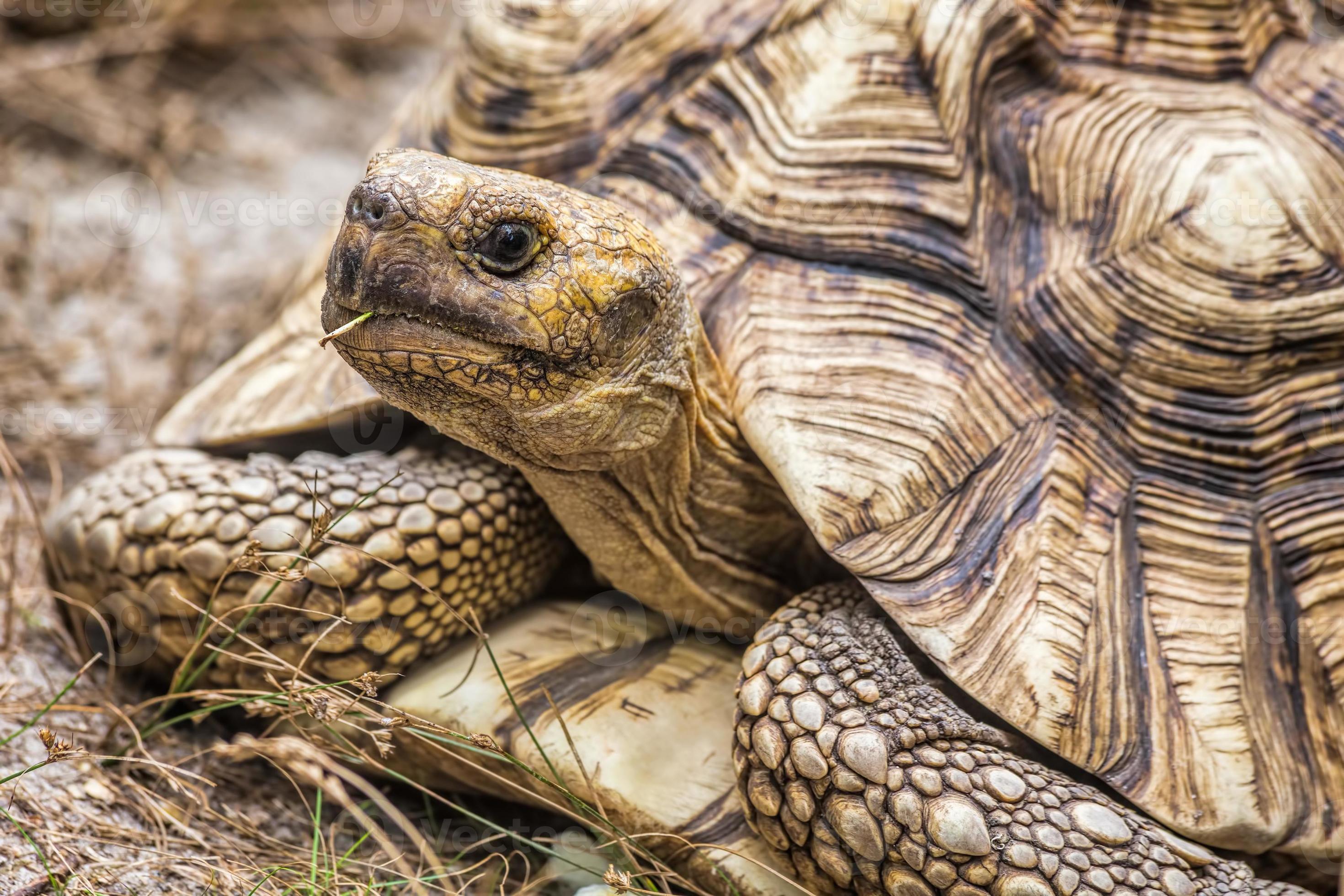 aldabra jättesköldpadda (aldabrachelys gigantea) foto