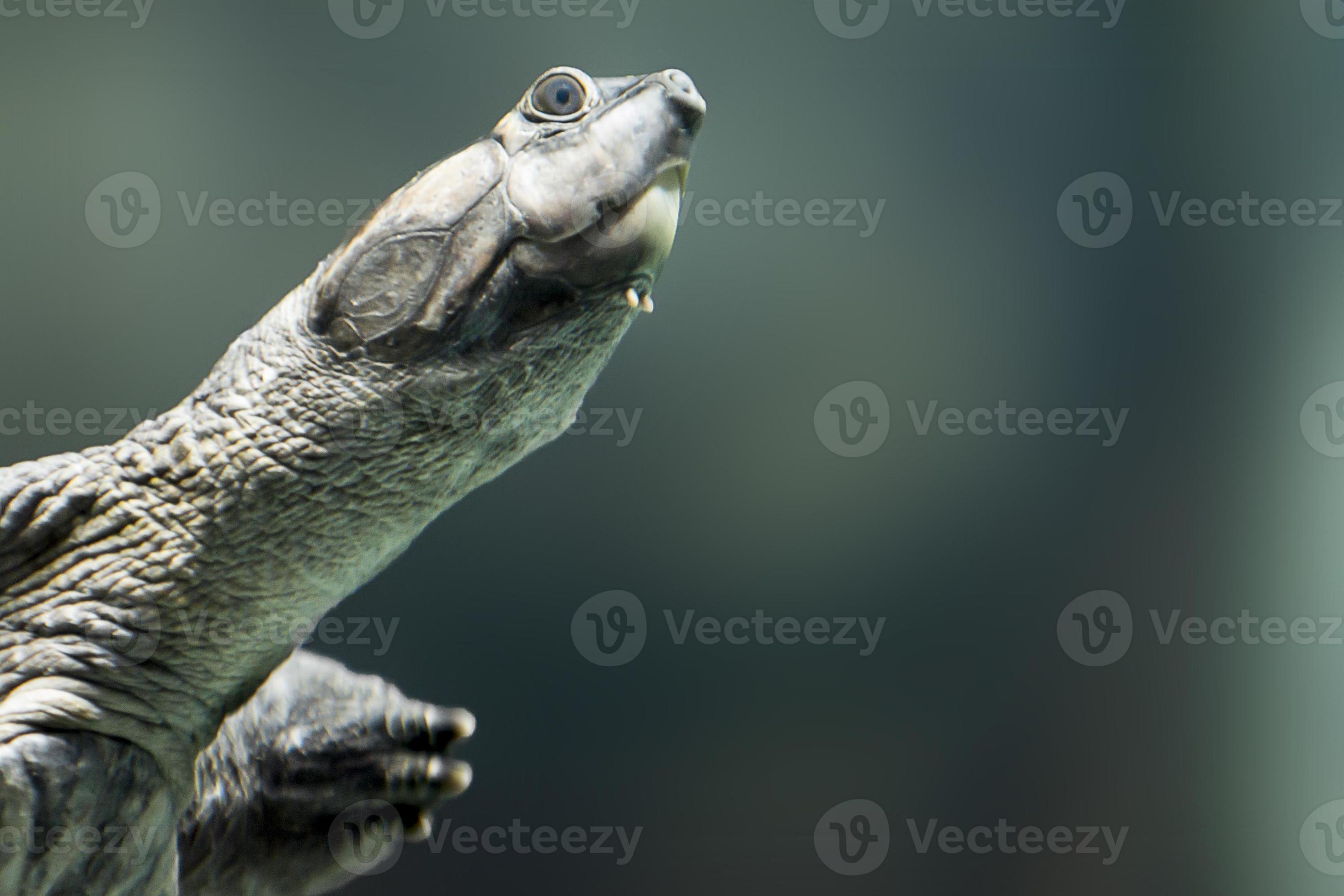 jätteflodsköldpadda foto