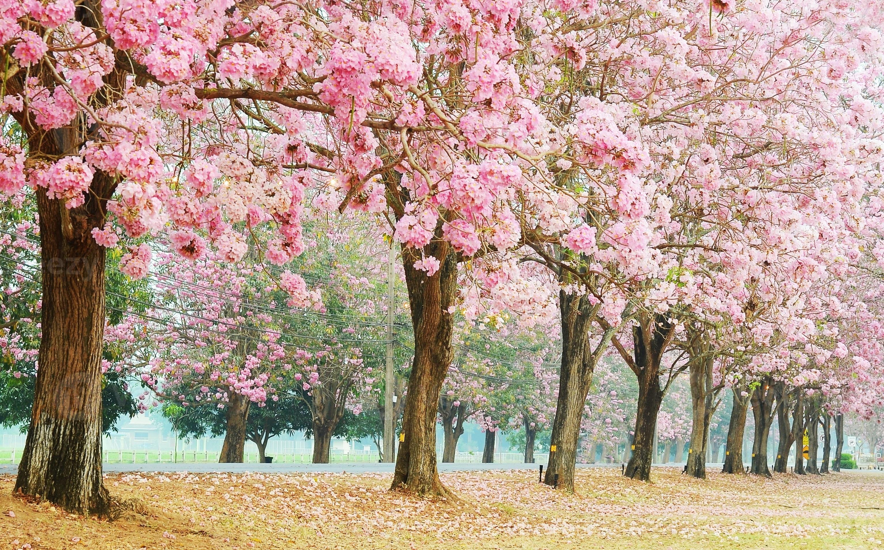 rosa trumpetträd foto