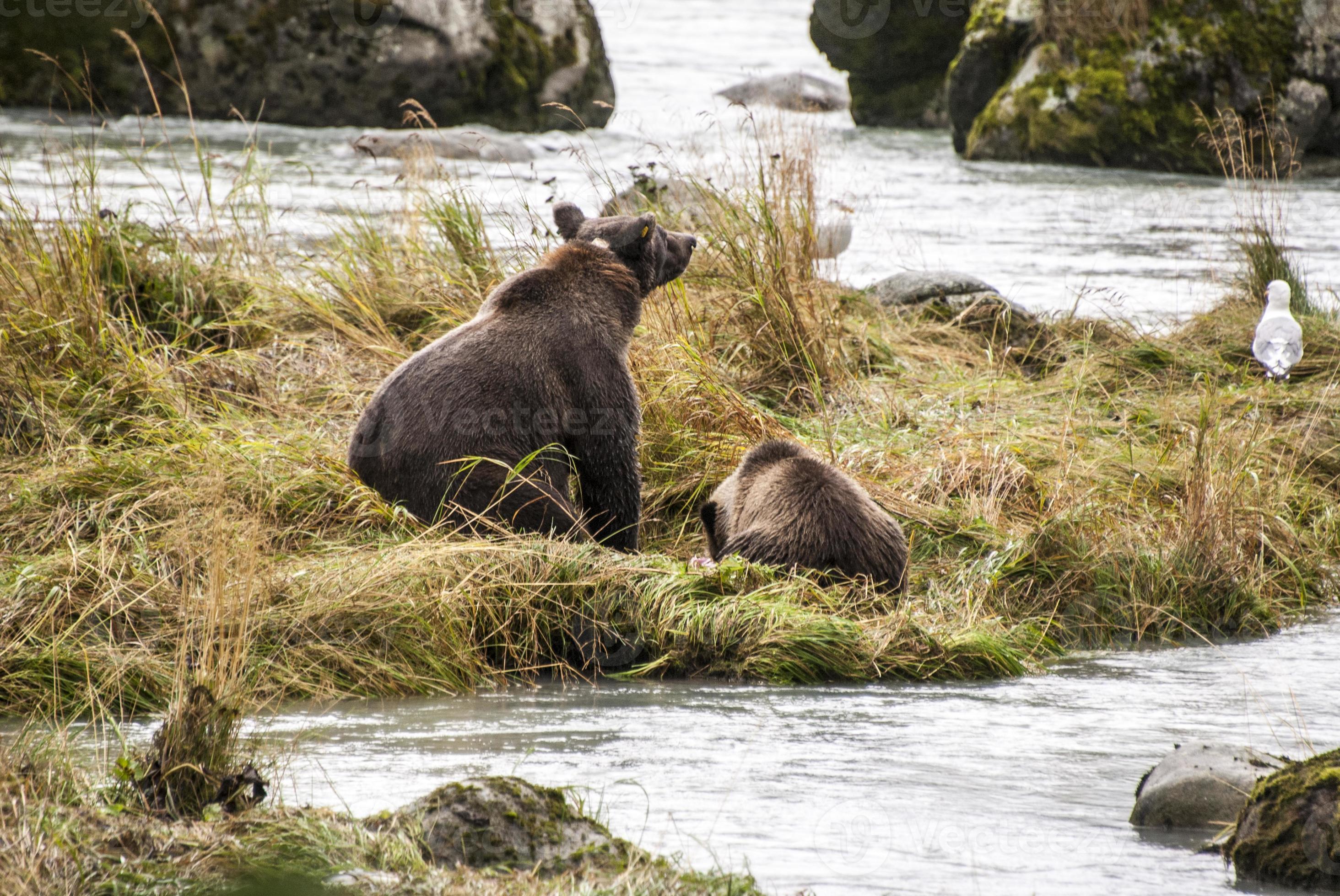 brunbjörn - mamma lär ungen att fånga fisk foto