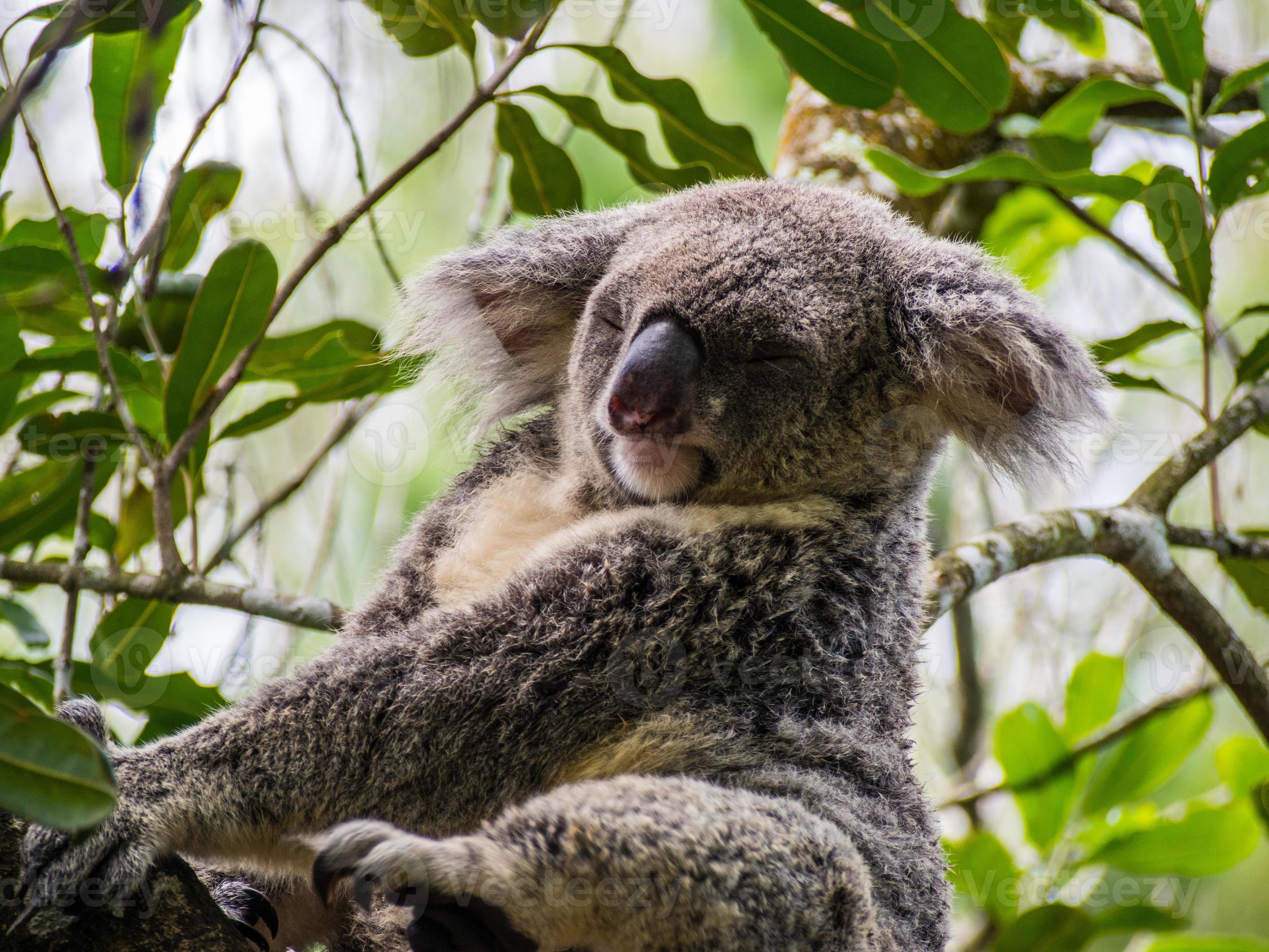 koala sover foto