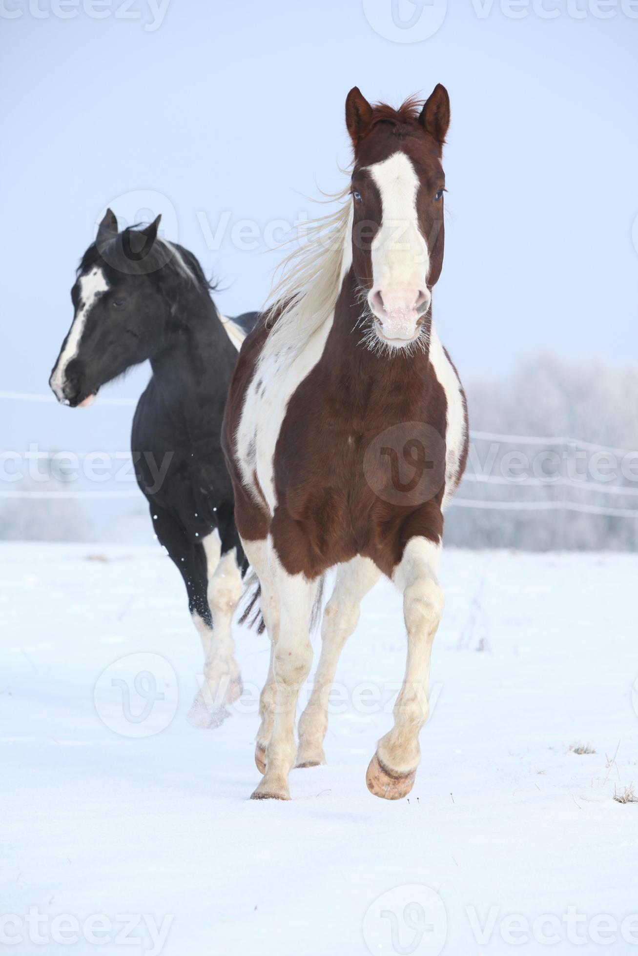 två målarhästar som leker på vintern foto